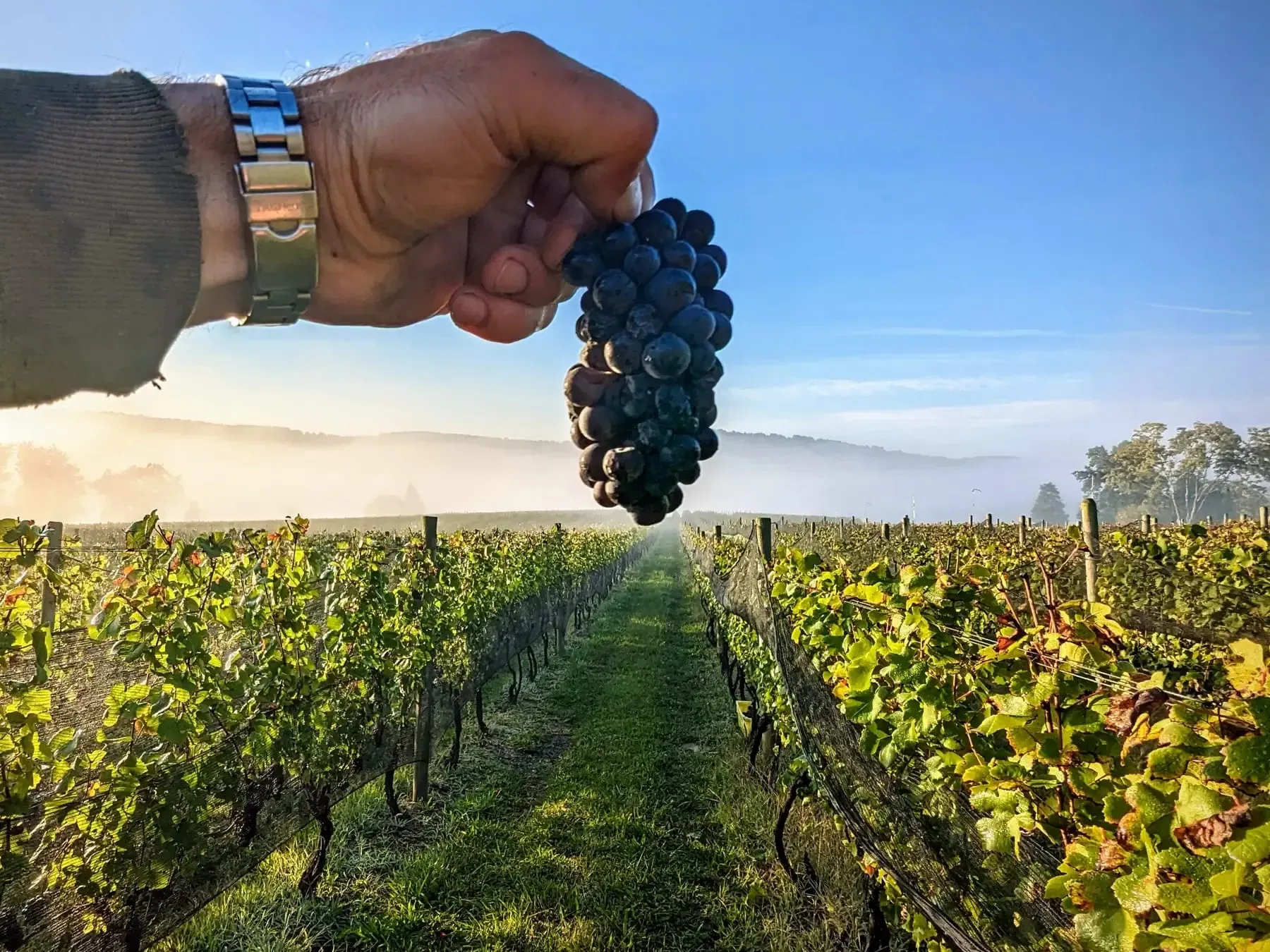 A freshly picked cluster of dark Pinot Noir grapes held above misty vineyard rows at sunrise