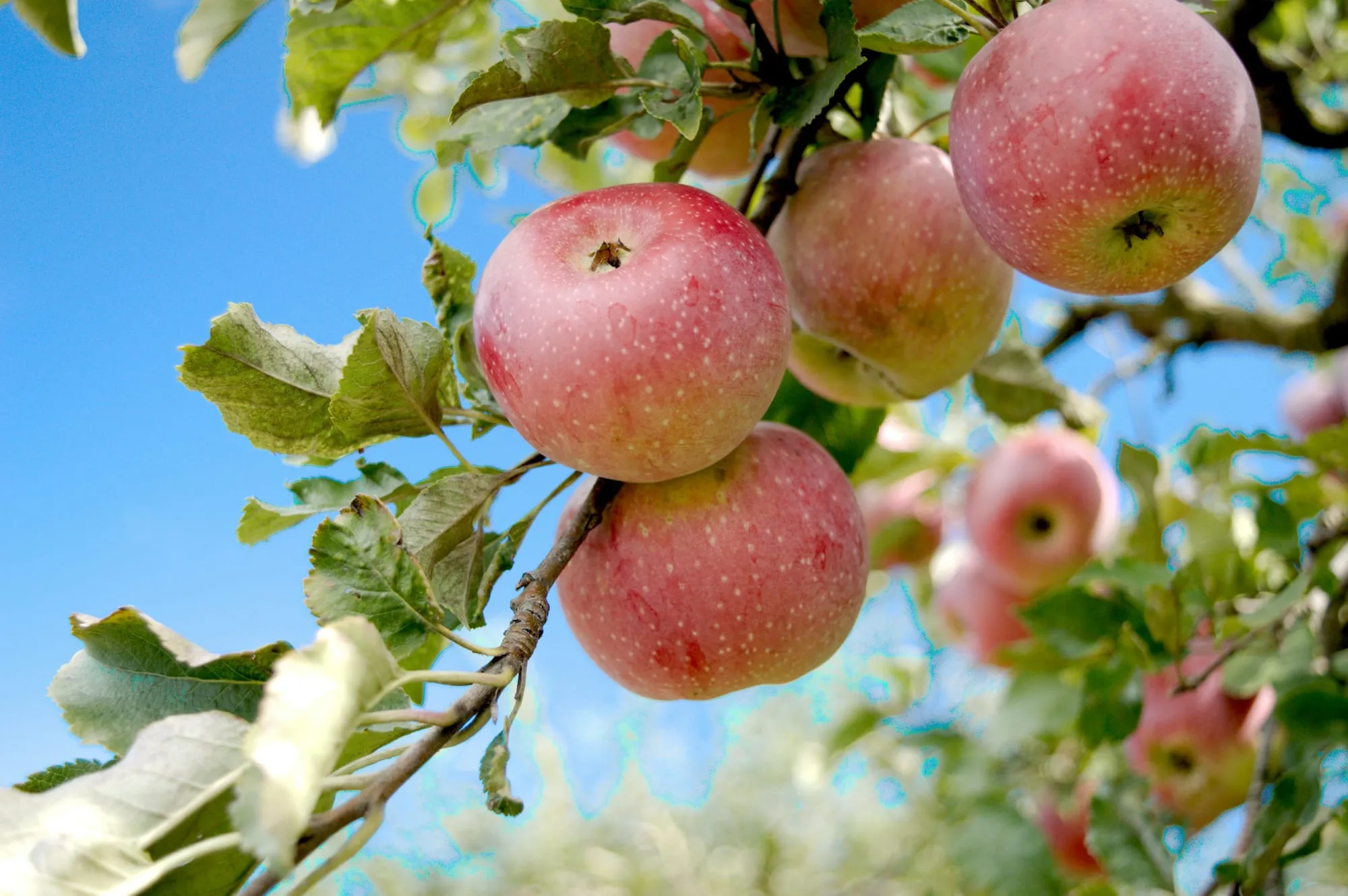 Ripe red apples hanging on an orchard branch (stock photo)