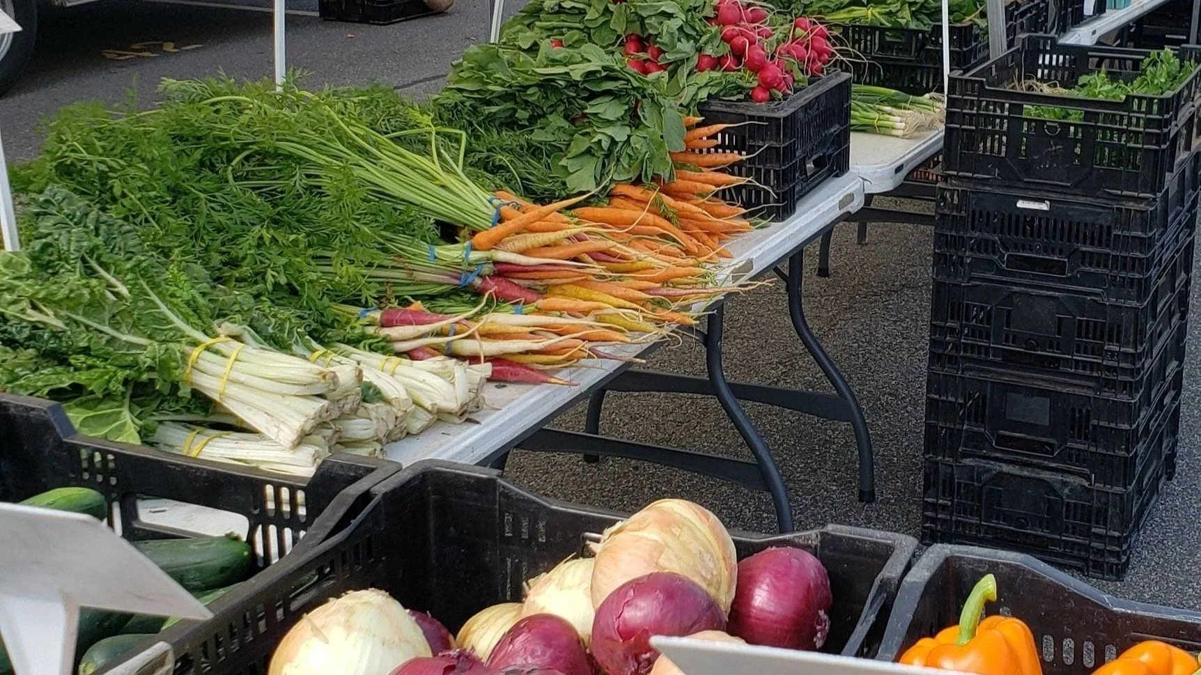 Bunches of rainbow carrots, chard and radishes with onions and peppers on a farm table