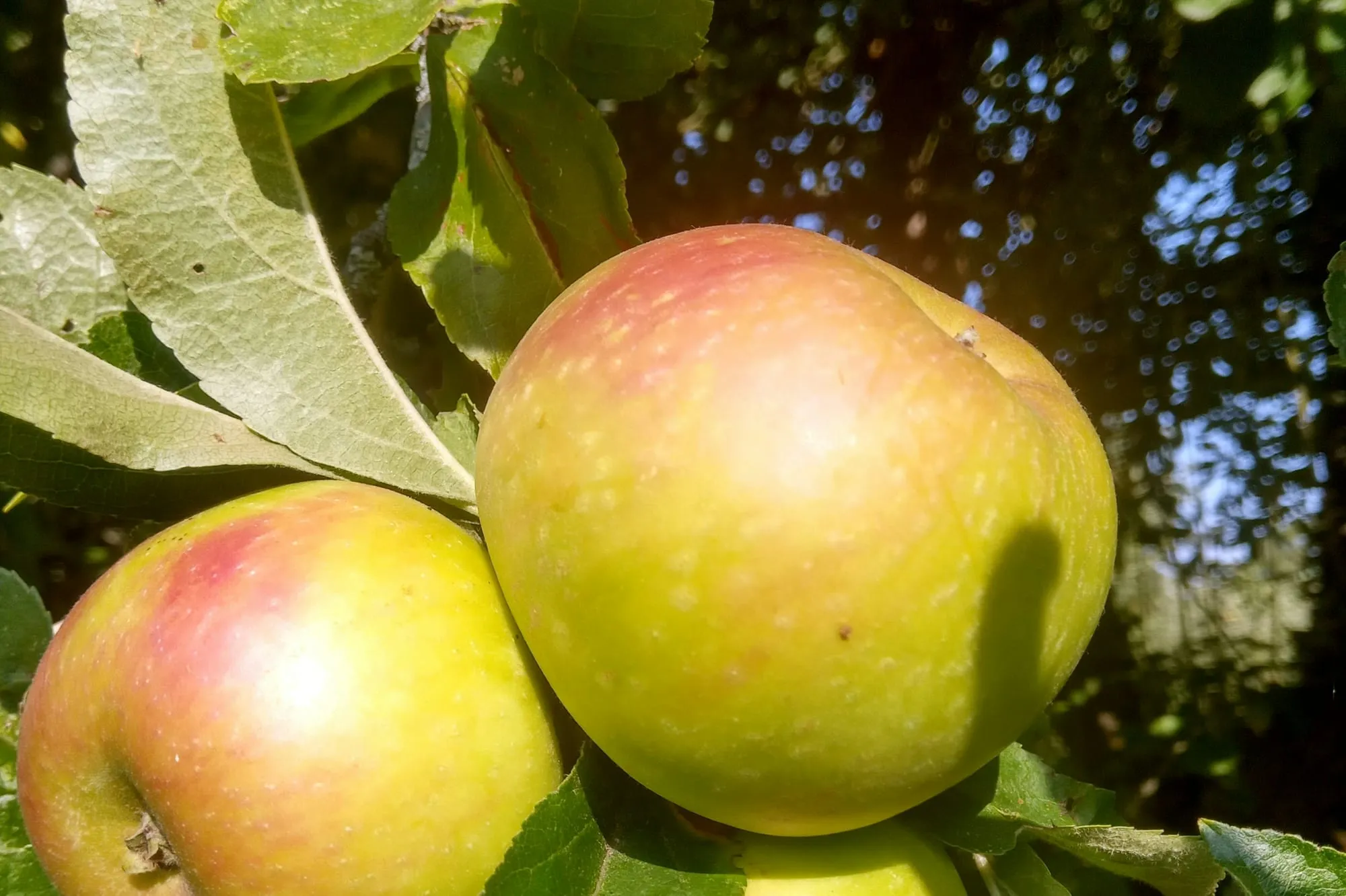 Ripe red-blushed apples hanging among leaves on the branch (stock photo)