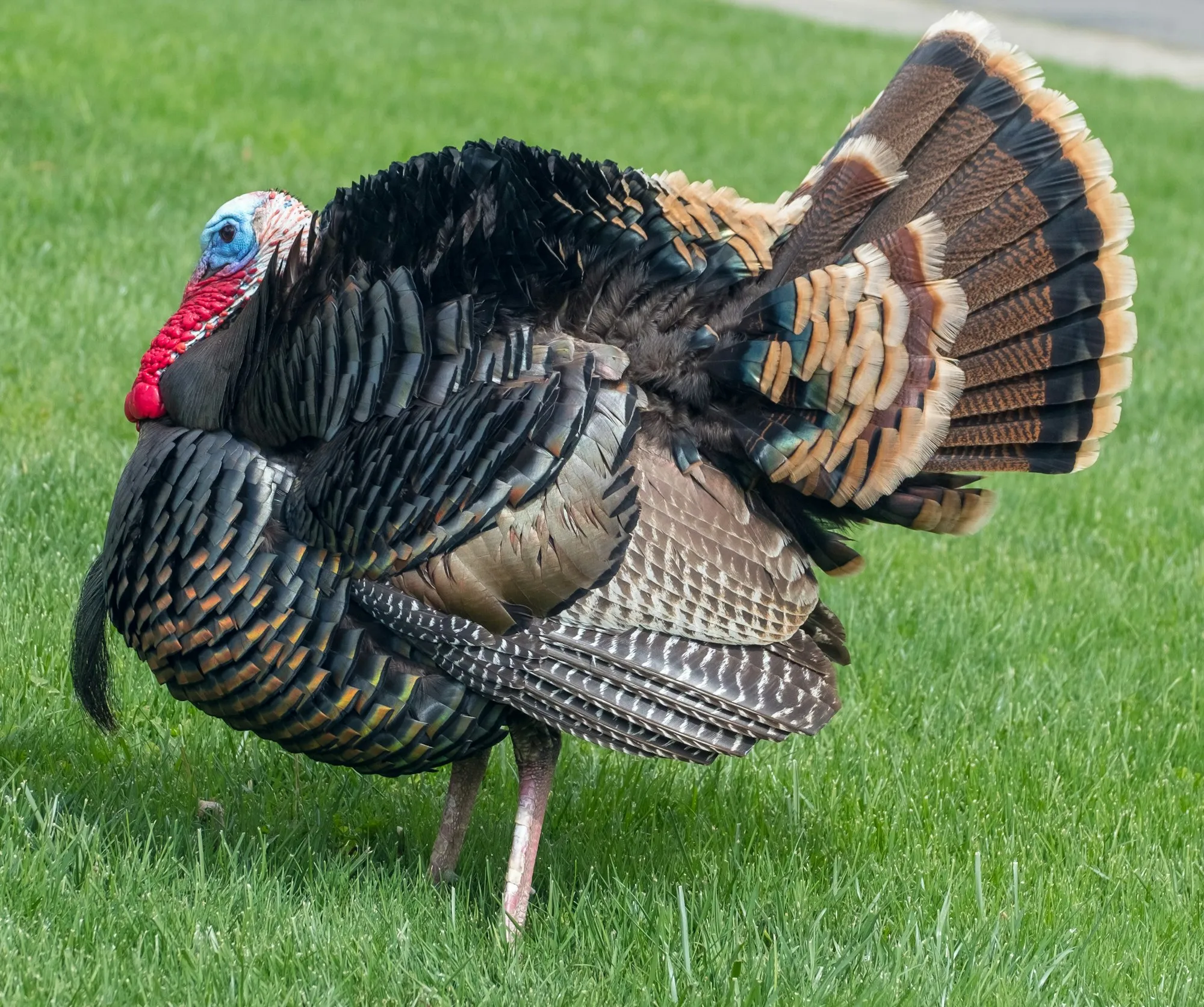 A bronze-feathered tom turkey fanning its tail on green pasture (stock photo)