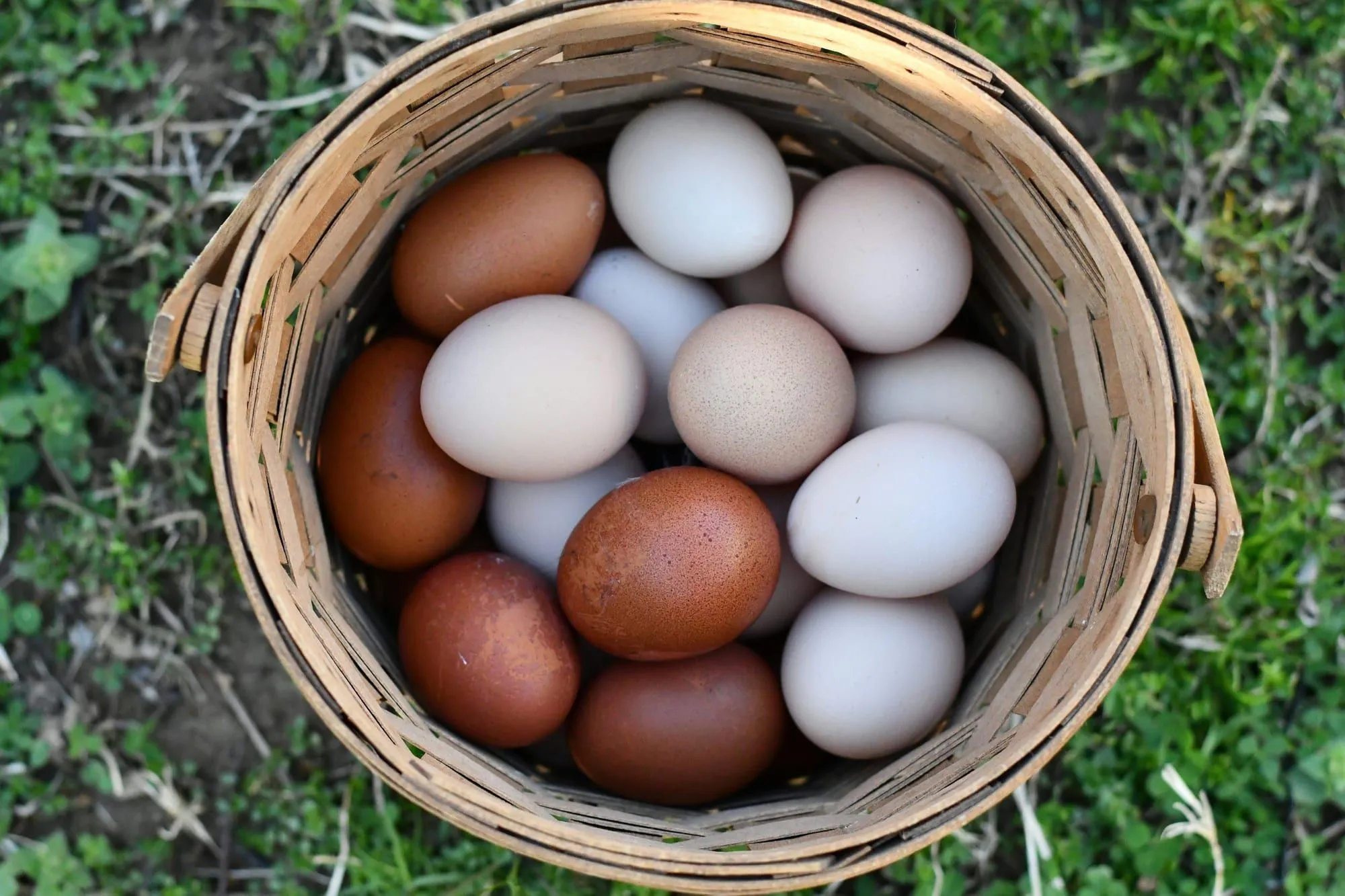 A woven basket of brown and white farm eggs set on green grass (stock photo)