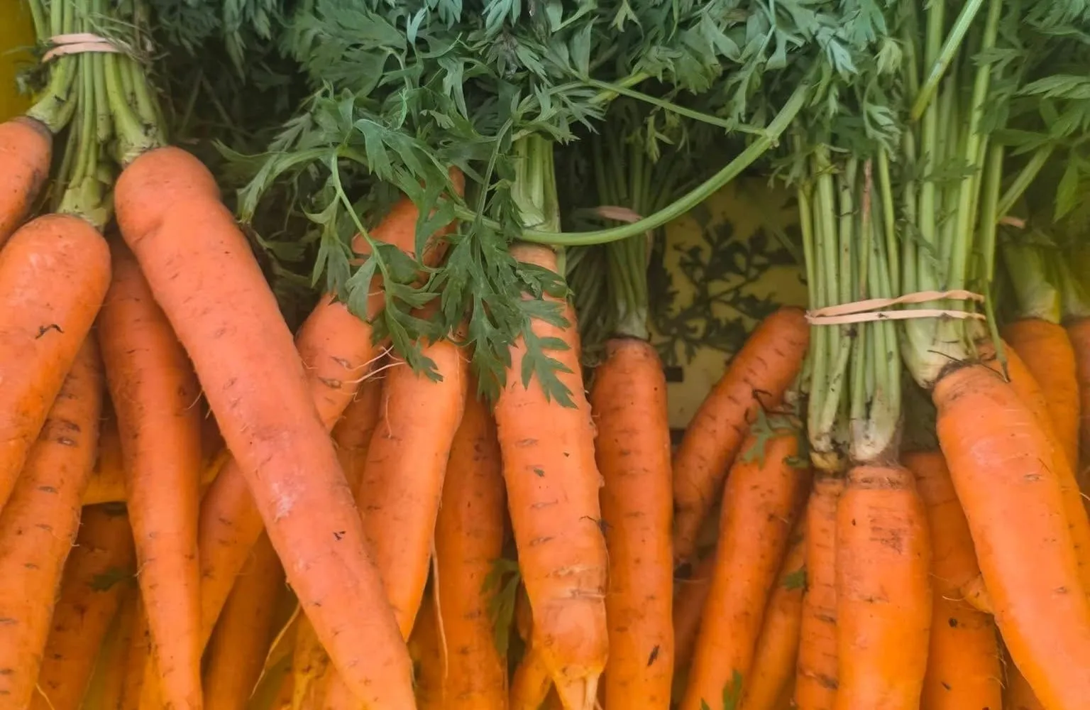 Bunches of freshly pulled carrots with their green tops