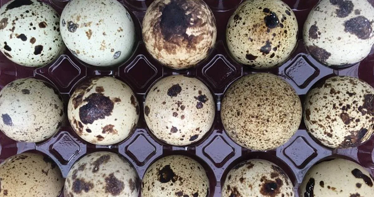 Speckled farm-fresh quail eggs in a tray