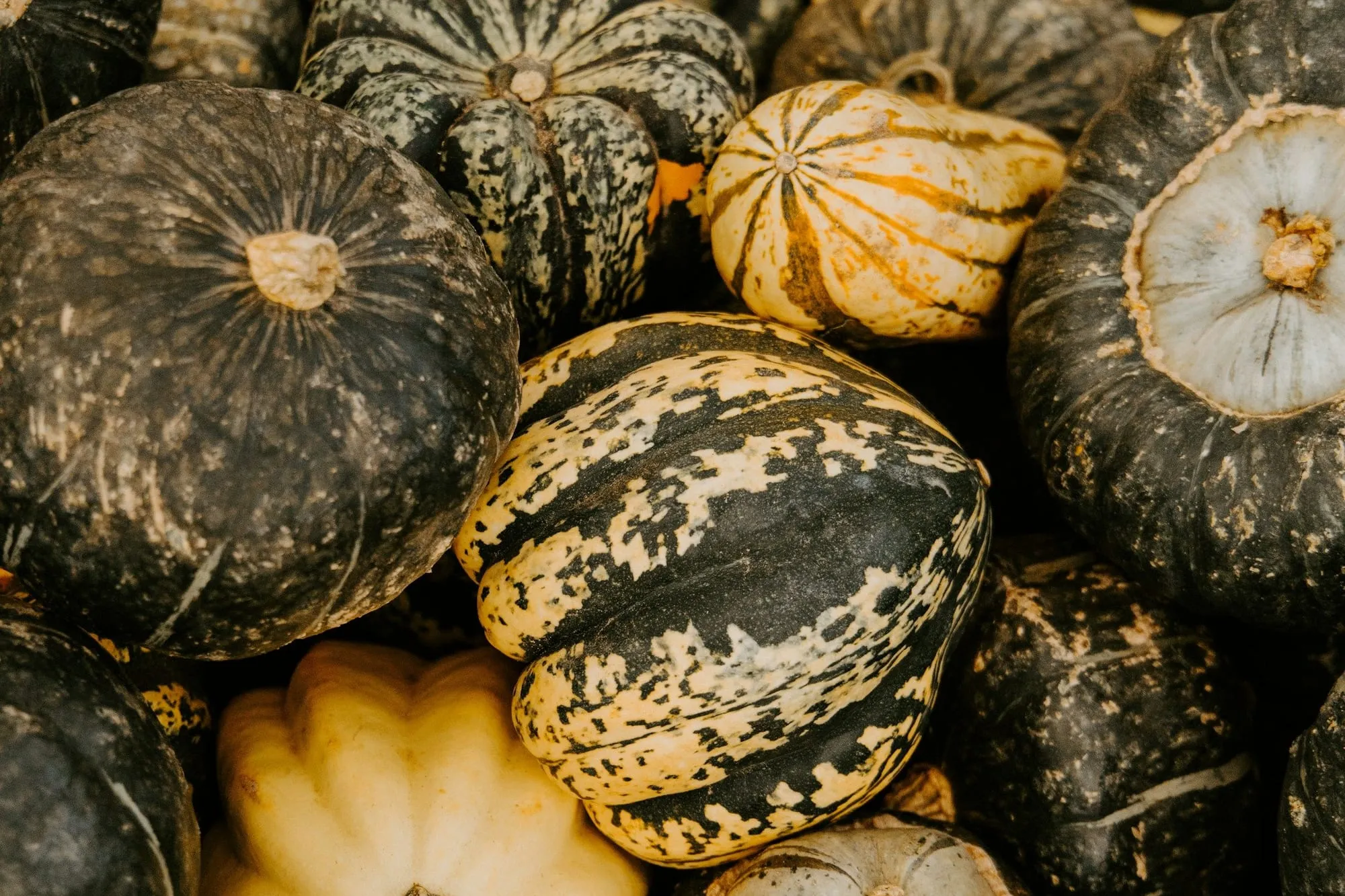 A pile of acorn, kabocha and striped winter squash (stock photo)