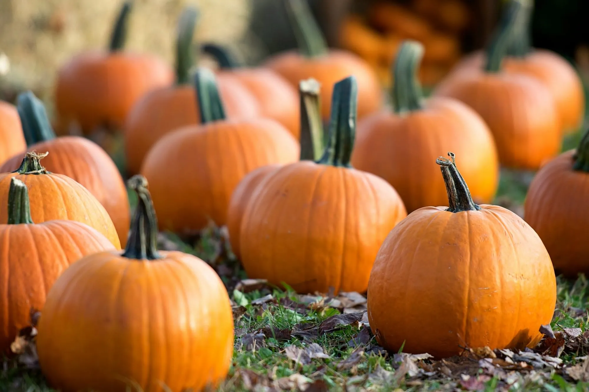 Rows of orange pie pumpkins with green stems sitting in a fall field (stock photo)