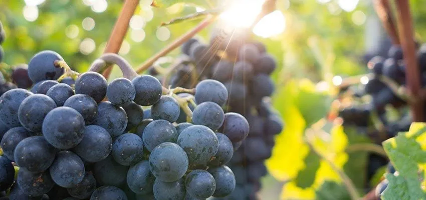 Grapes on the vine at Federal Twist Vineyard