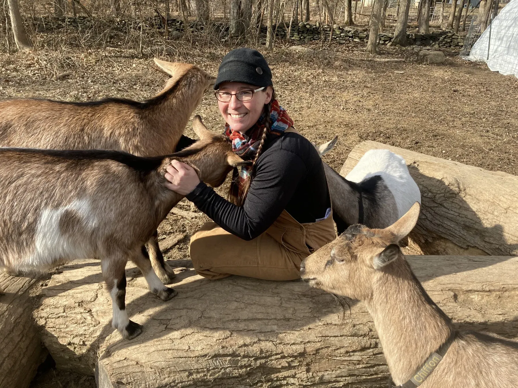 Dairy goats gathered around a farmer sitting on a log at Gorgeous Goat Creamery