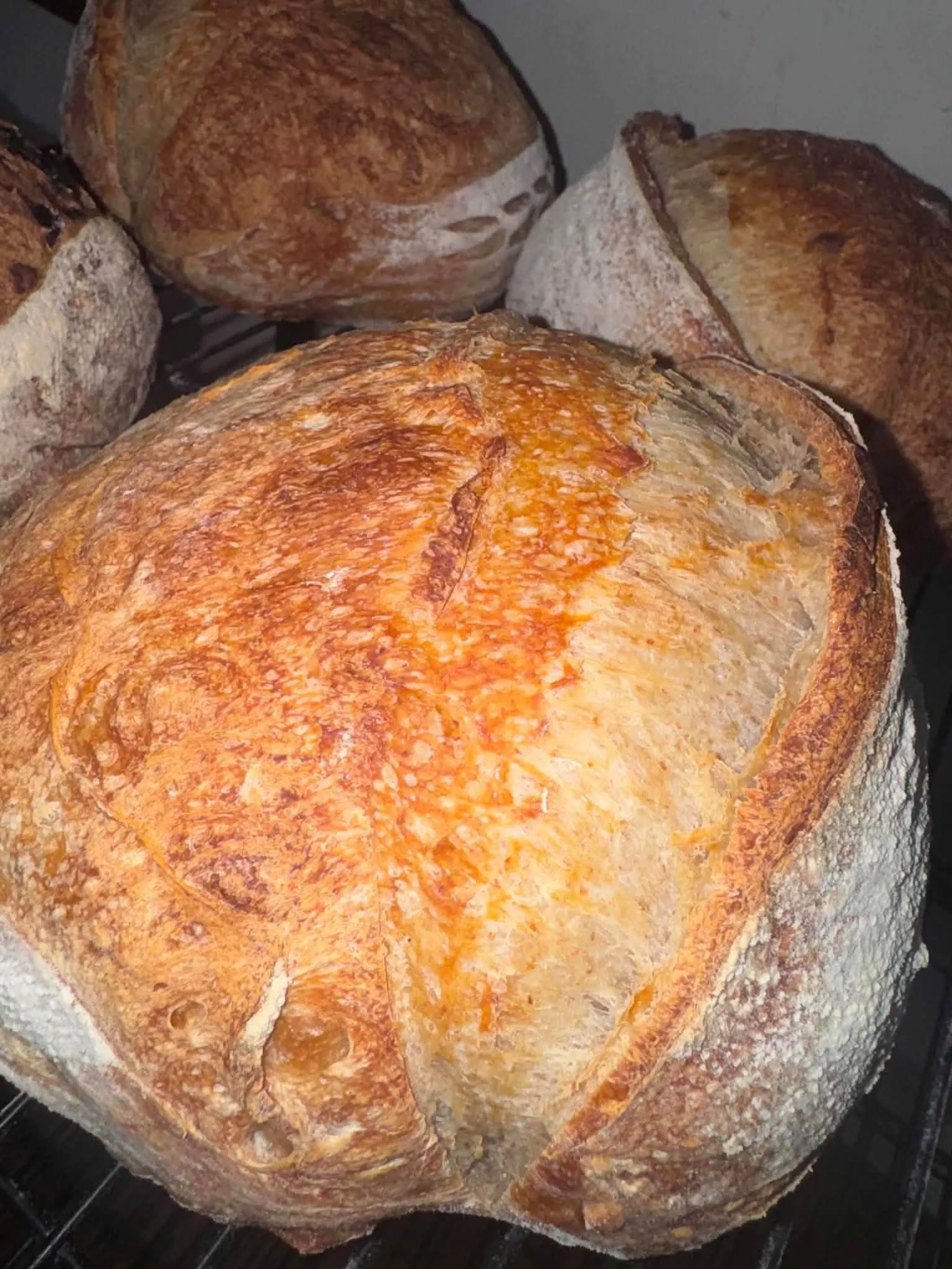 Crusty scored sourdough loaves cooling on a rack
