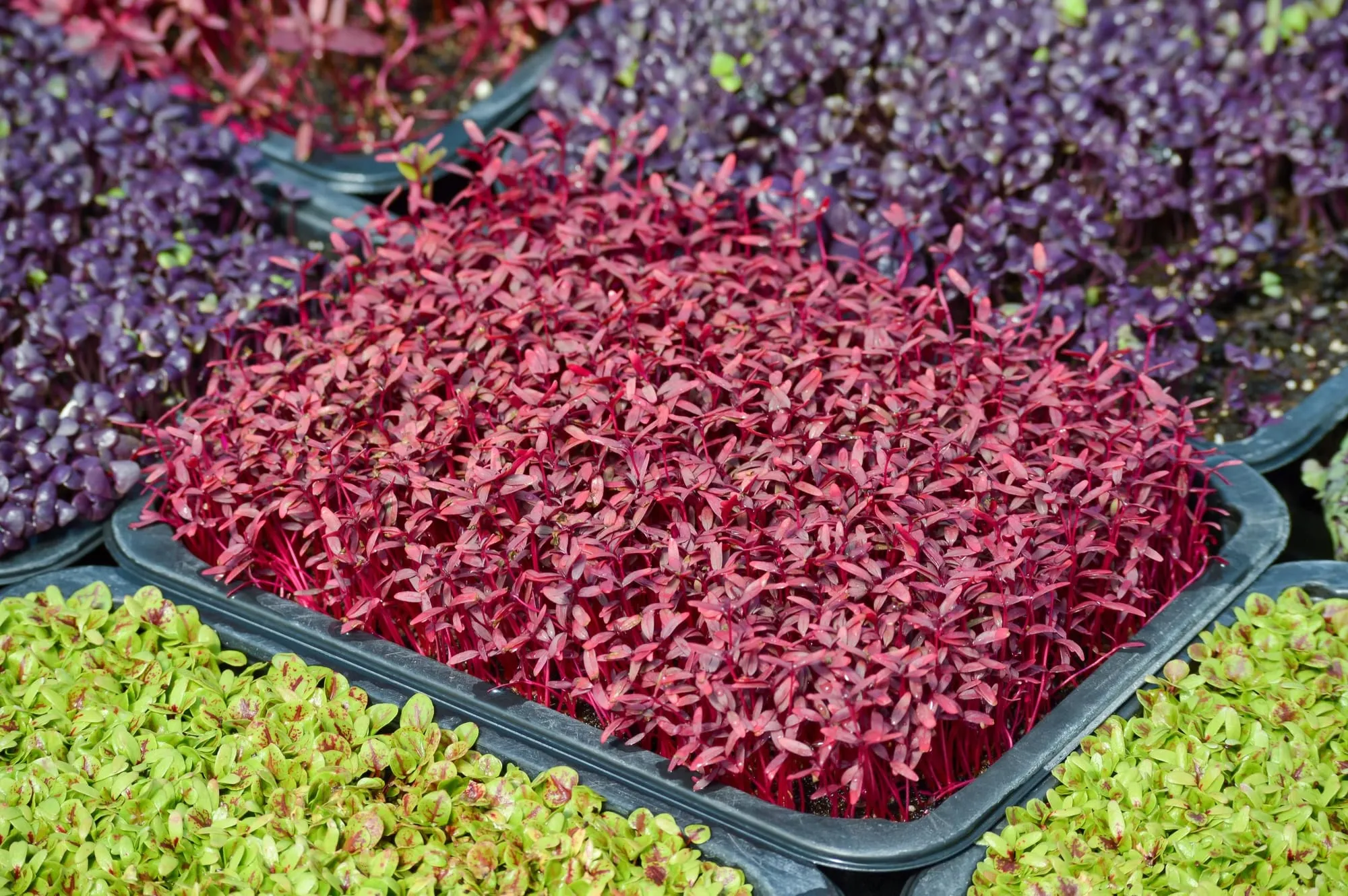 Trays of red amaranth, purple basil and green microgreens