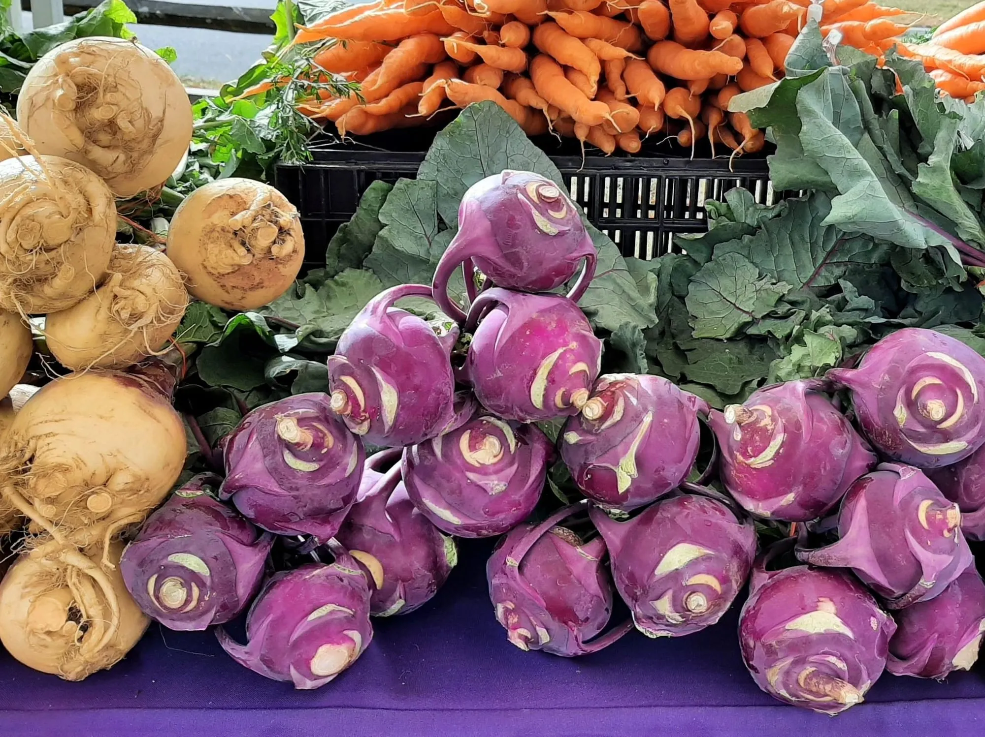 Purple kohlrabi, golden turnips and bunched carrots piled on a market table