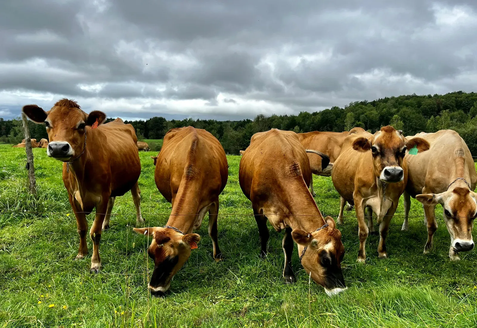 A herd of brown Jersey cows grazing in a green pasture under a cloudy sky