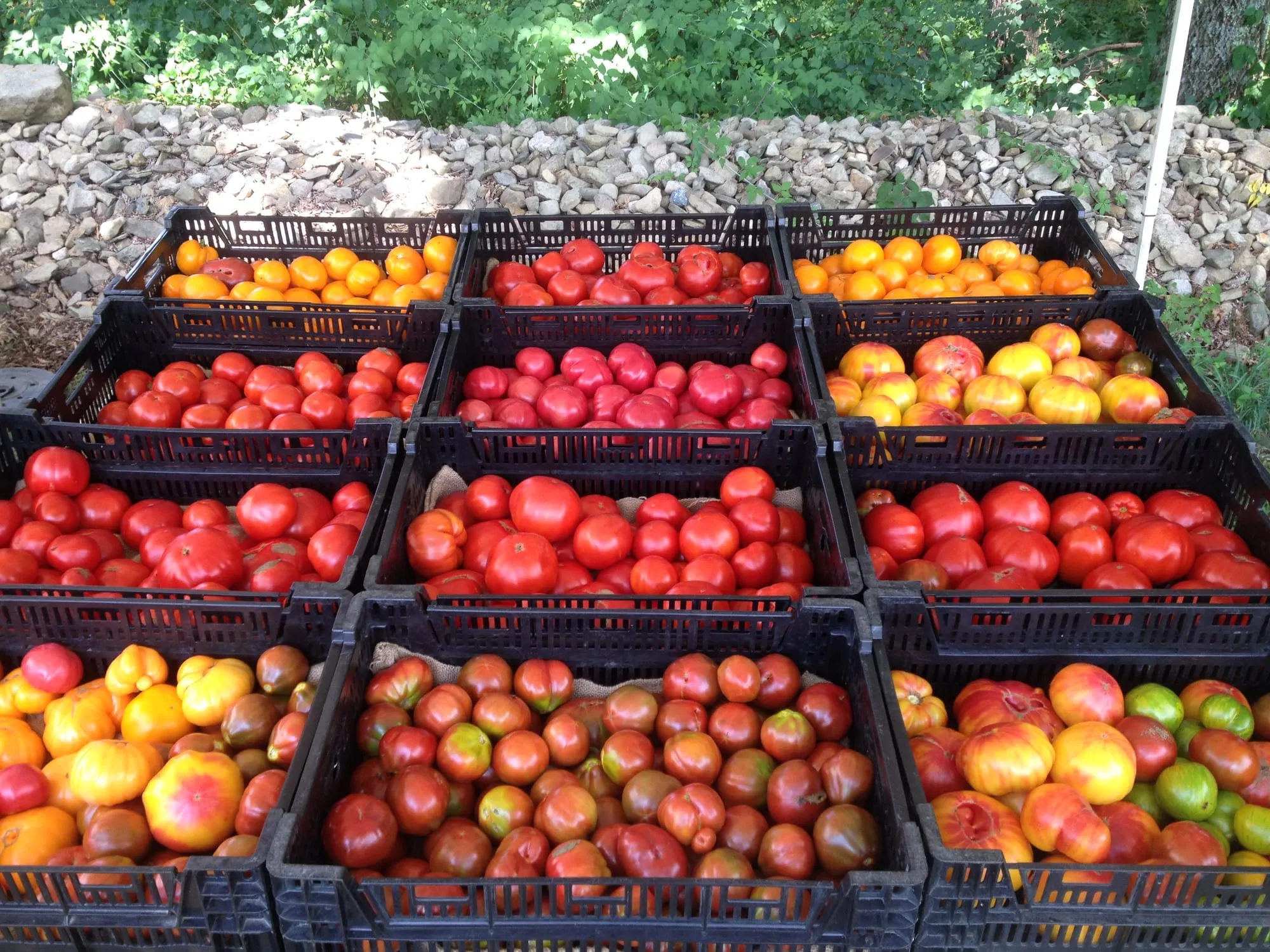 Crates of red, orange and yellow heirloom tomatoes just picked at the farm