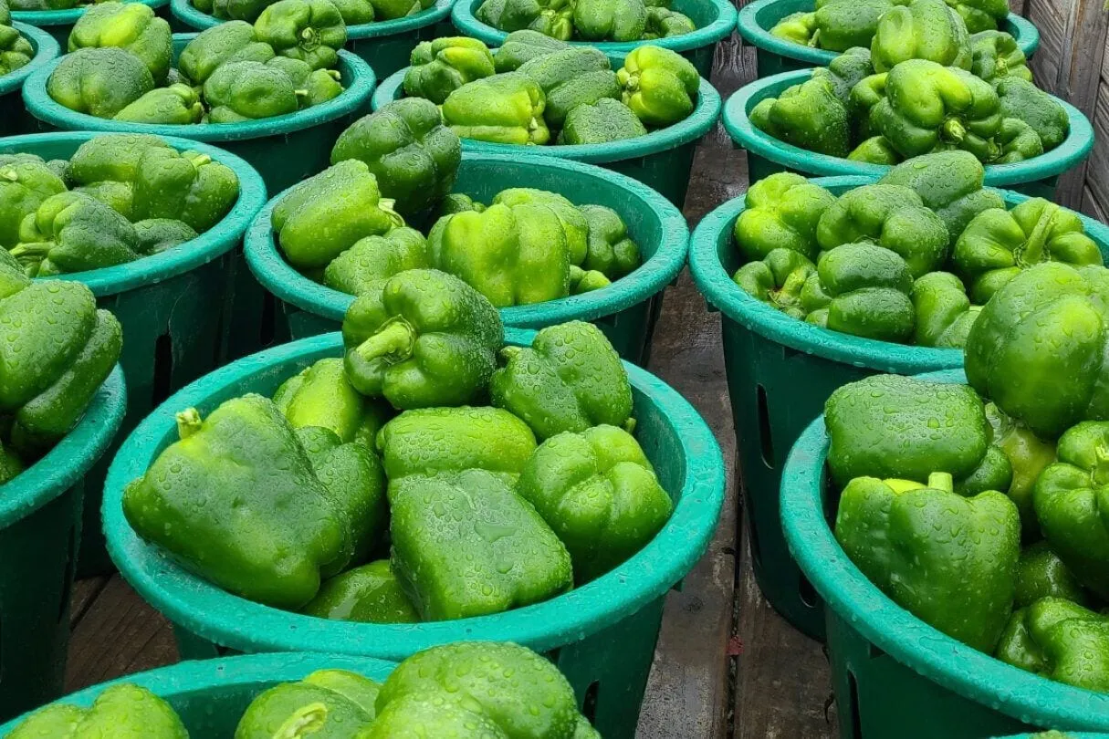 Baskets of glossy just-picked green bell peppers