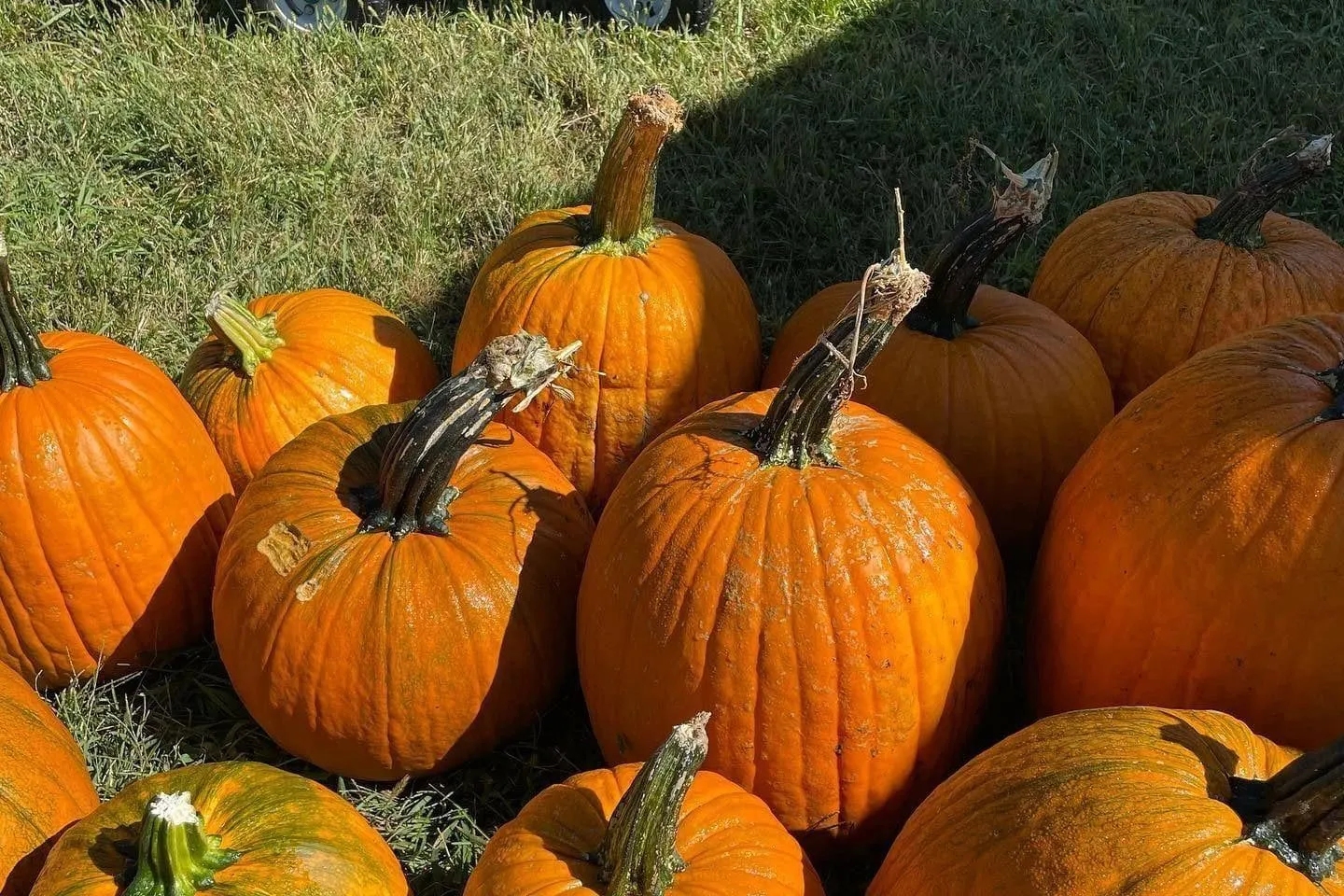 Freshly picked orange pumpkins piled in the grass at the farm