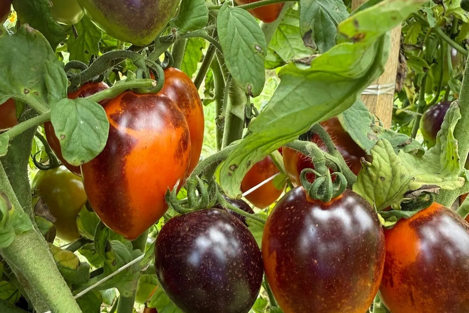 Dark and orange heirloom tomatoes ripening on the vine