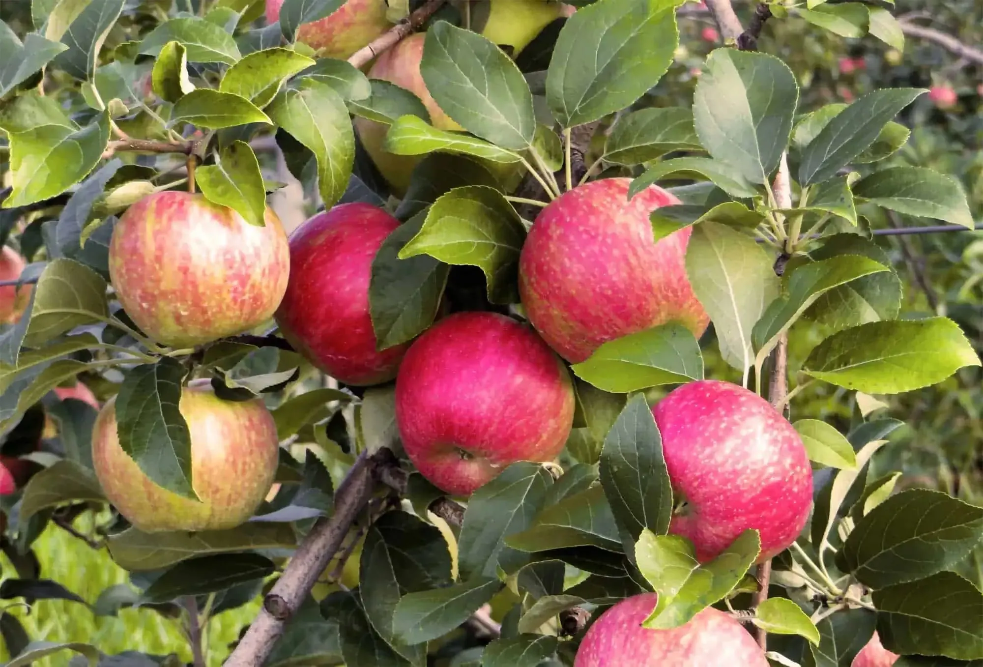 Ripe red-blushed Honeycrisp apples hanging among green leaves on the branch