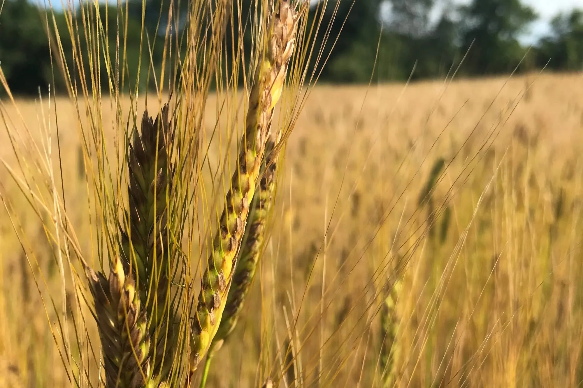 Ripe golden wheat heads in a field of grain
