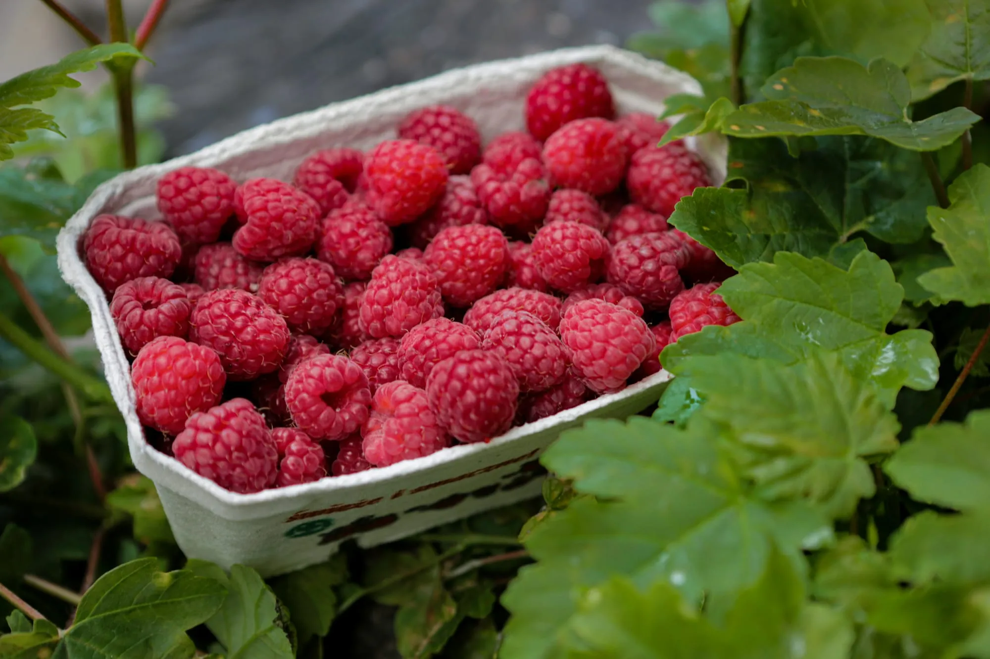 A pint basket heaped with ripe red raspberries among green berry leaves