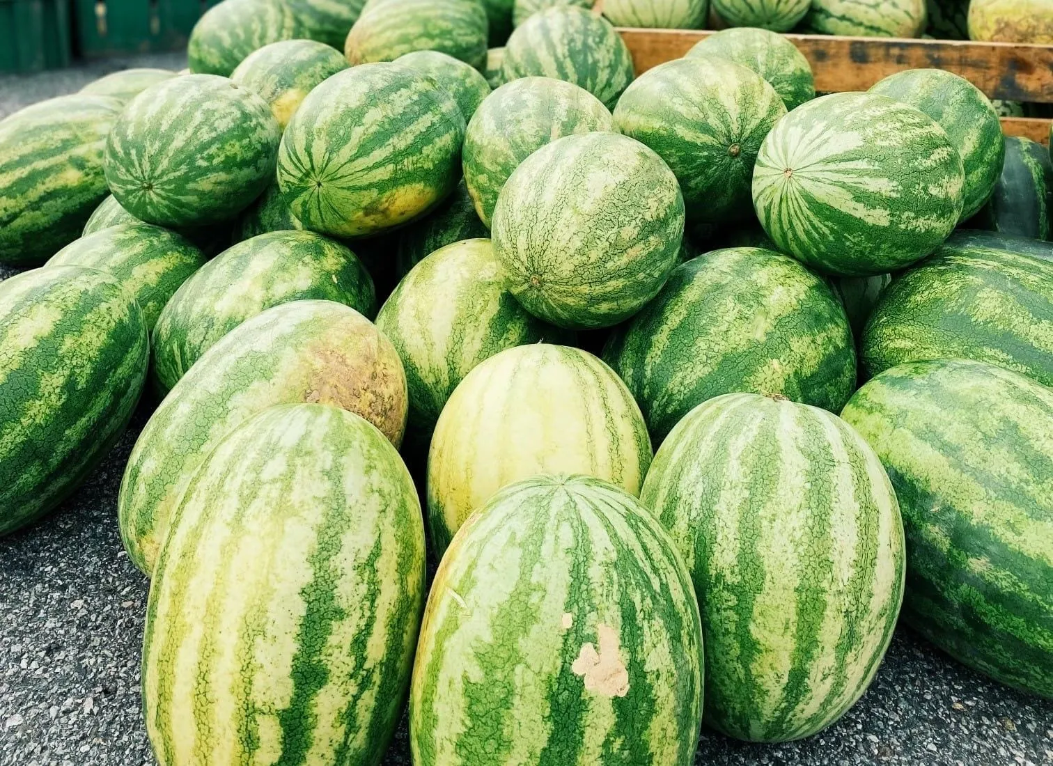 A pile of ripe striped watermelons on a farm stand at the Morristown Farmers Market