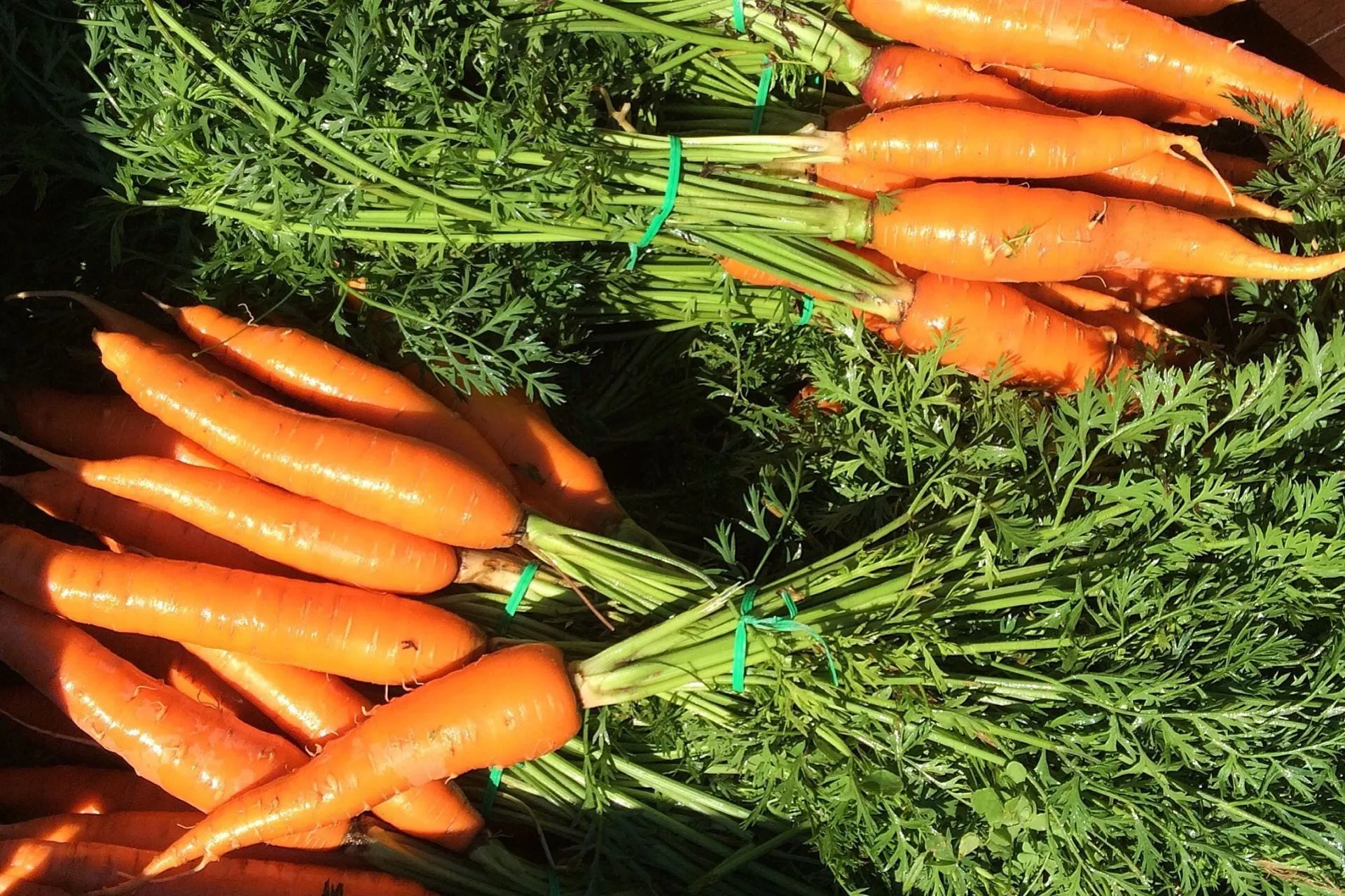 Freshly pulled bunches of bright orange carrots with their feathery green tops