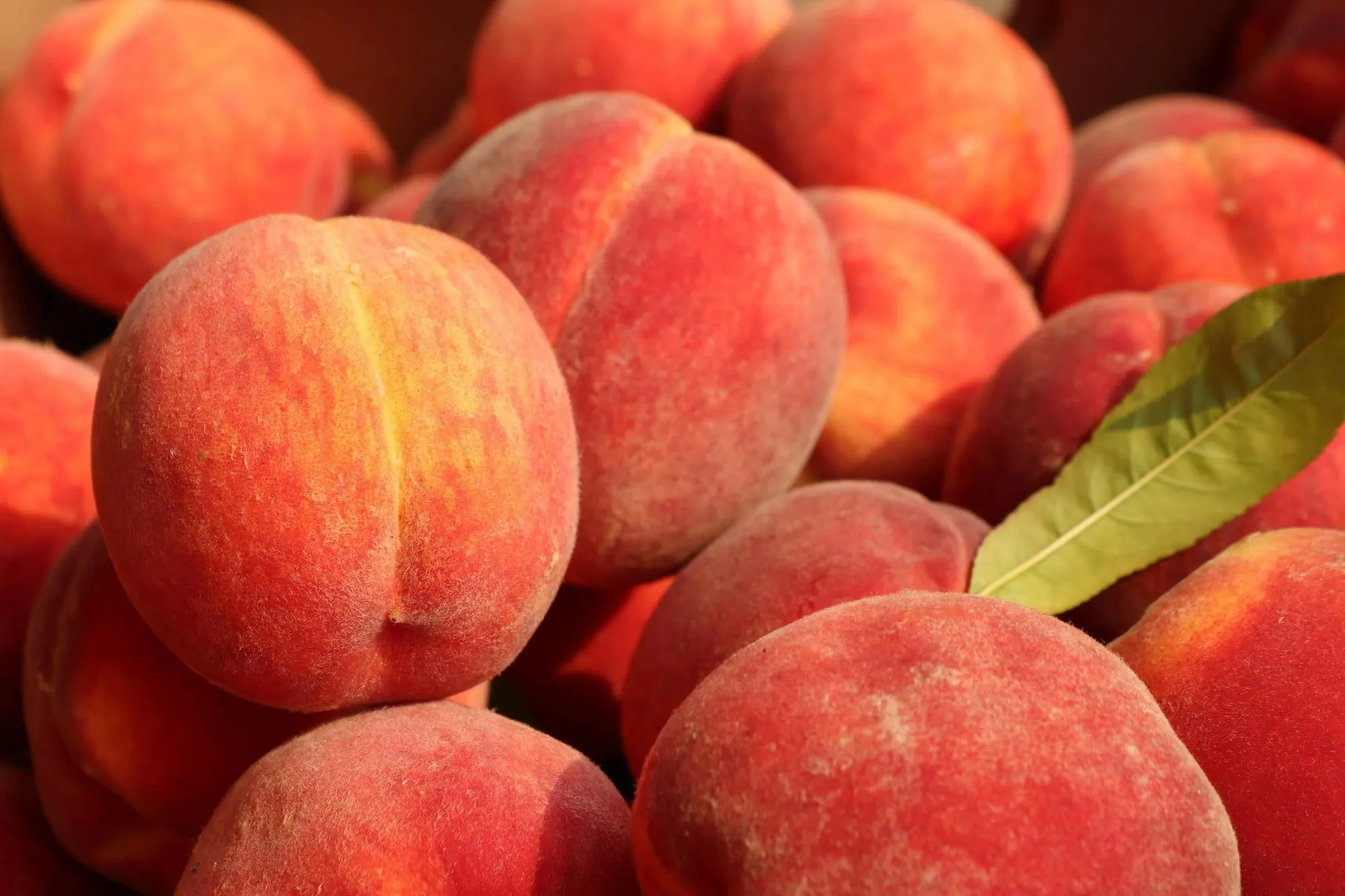 A pile of ripe peaches with a green leaf (stock photo)