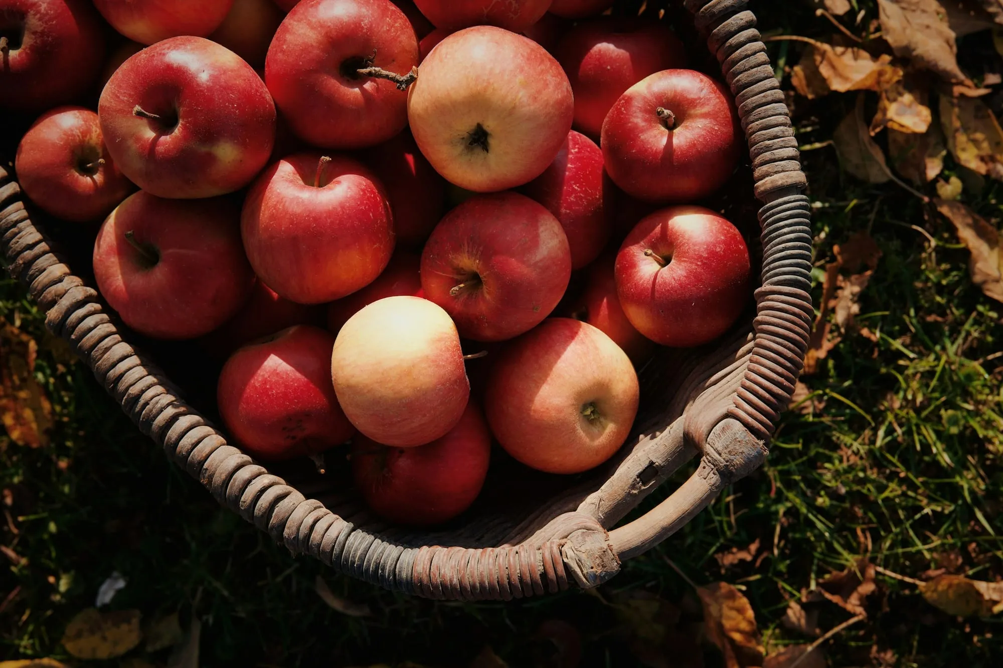 A wicker basket heaped with ripe red apples (stock photo)