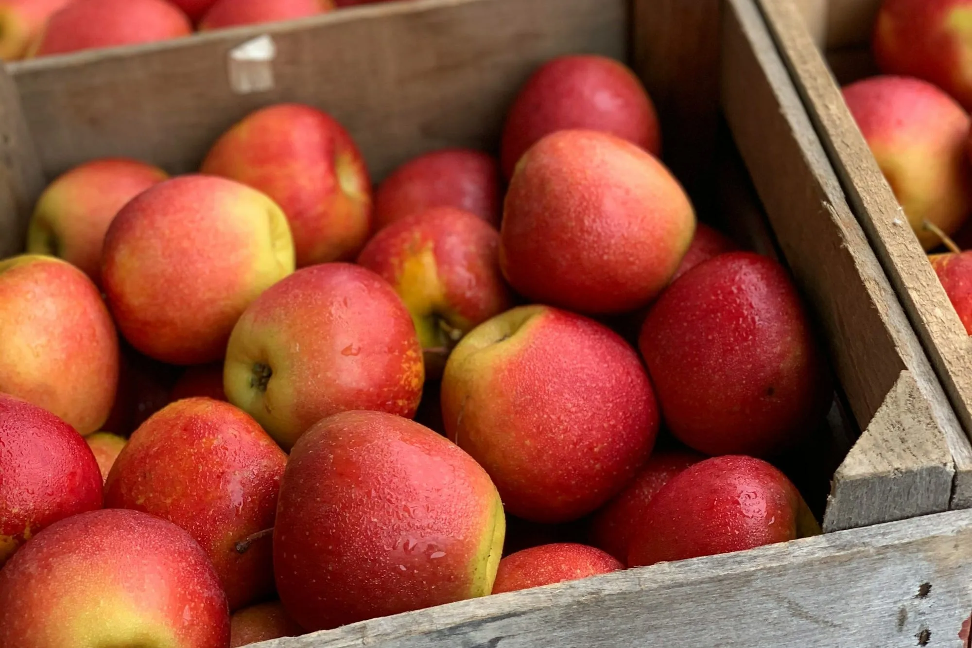 Wooden orchard crates heaped with freshly picked red apples (stock photo)