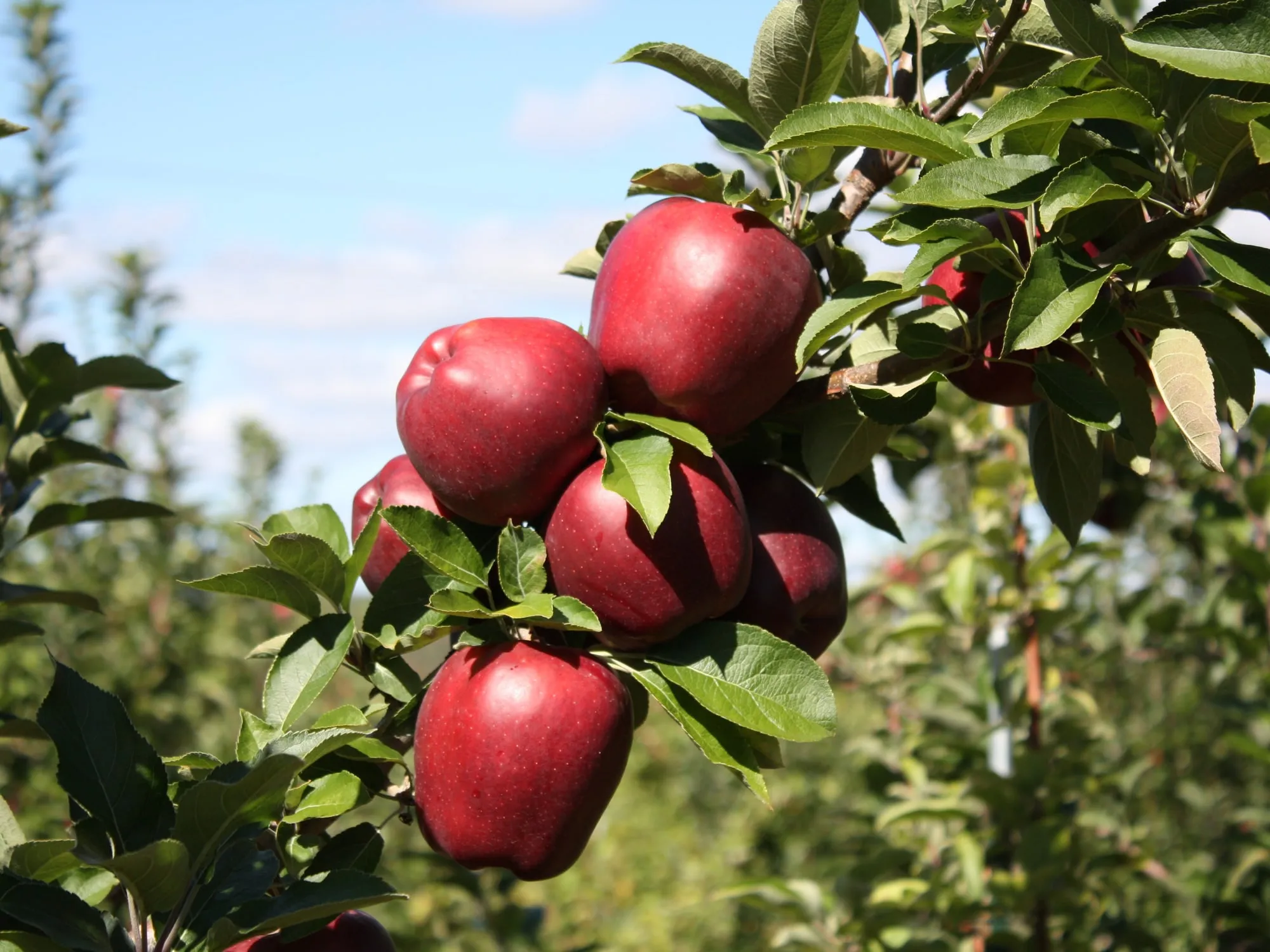 A cluster of red apples on the branch in the Riamede Farm orchard