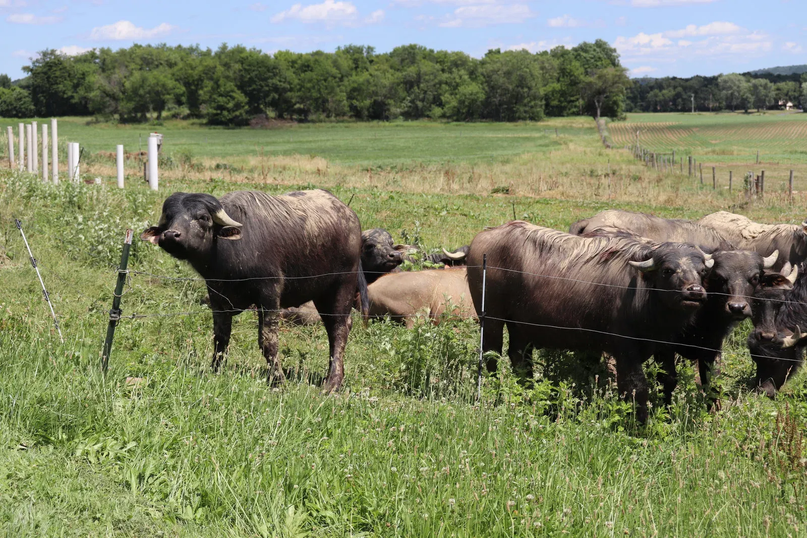 Water buffalo grazing in a fenced pasture at Riverine Ranch