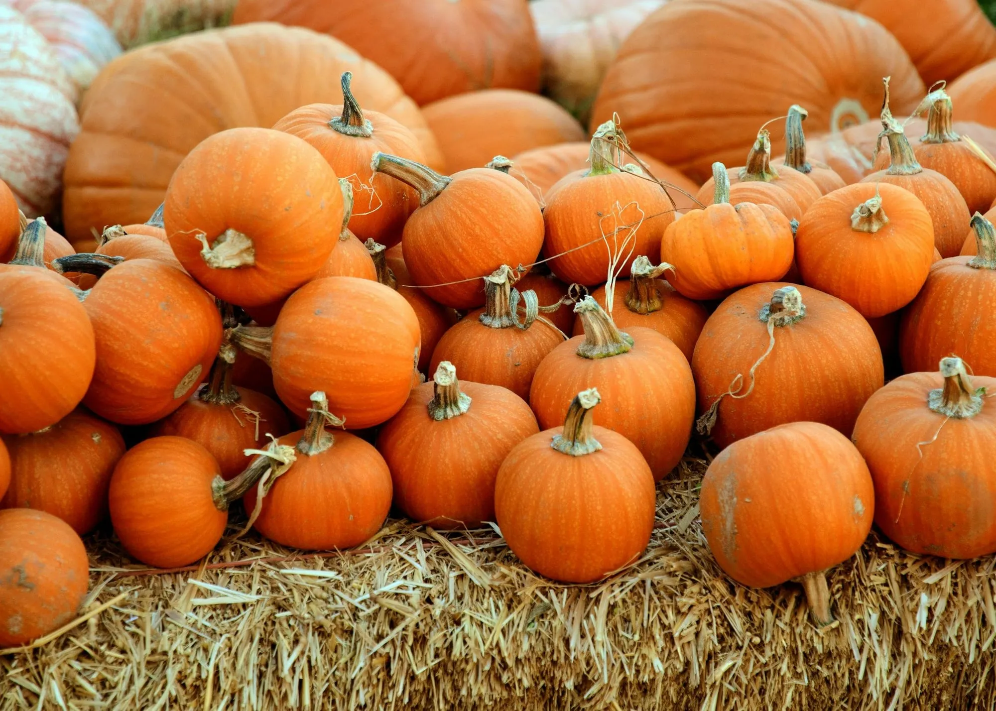 A pile of small orange pumpkins on a straw bale (stock photo)