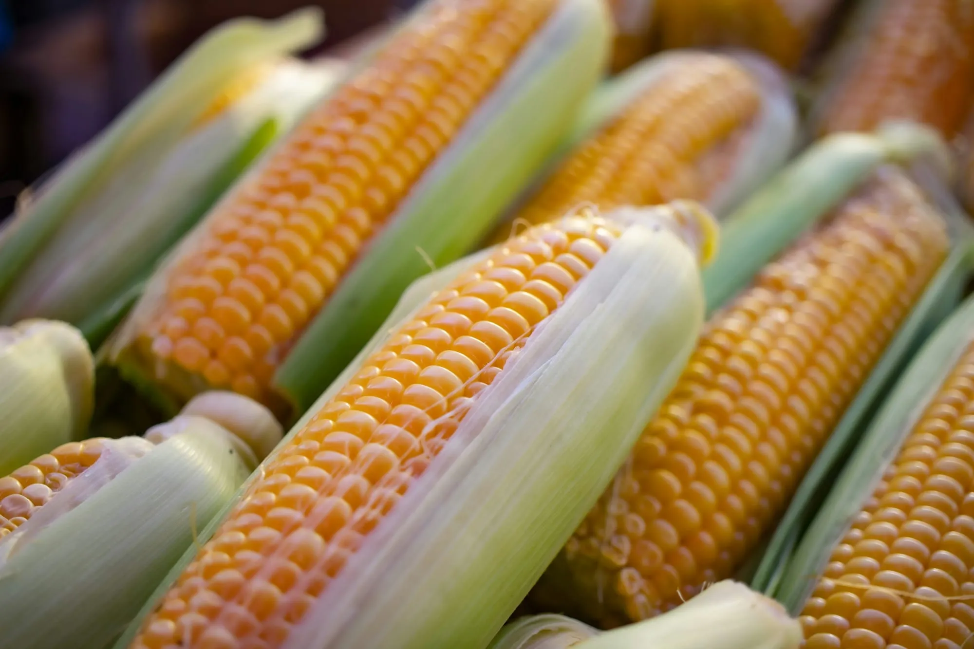 Freshly husked ears of sweet corn (stock photo)
