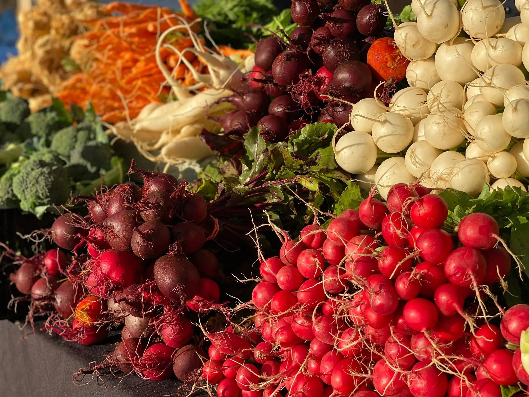 Bunches of red radishes, beets, white turnips, carrots and broccoli on a market table