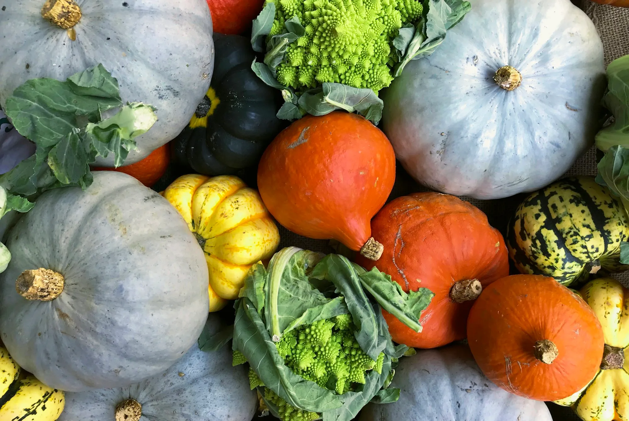 Blue Hubbard, red kuri and striped winter squash with romanesco and cabbage (stock photo)
