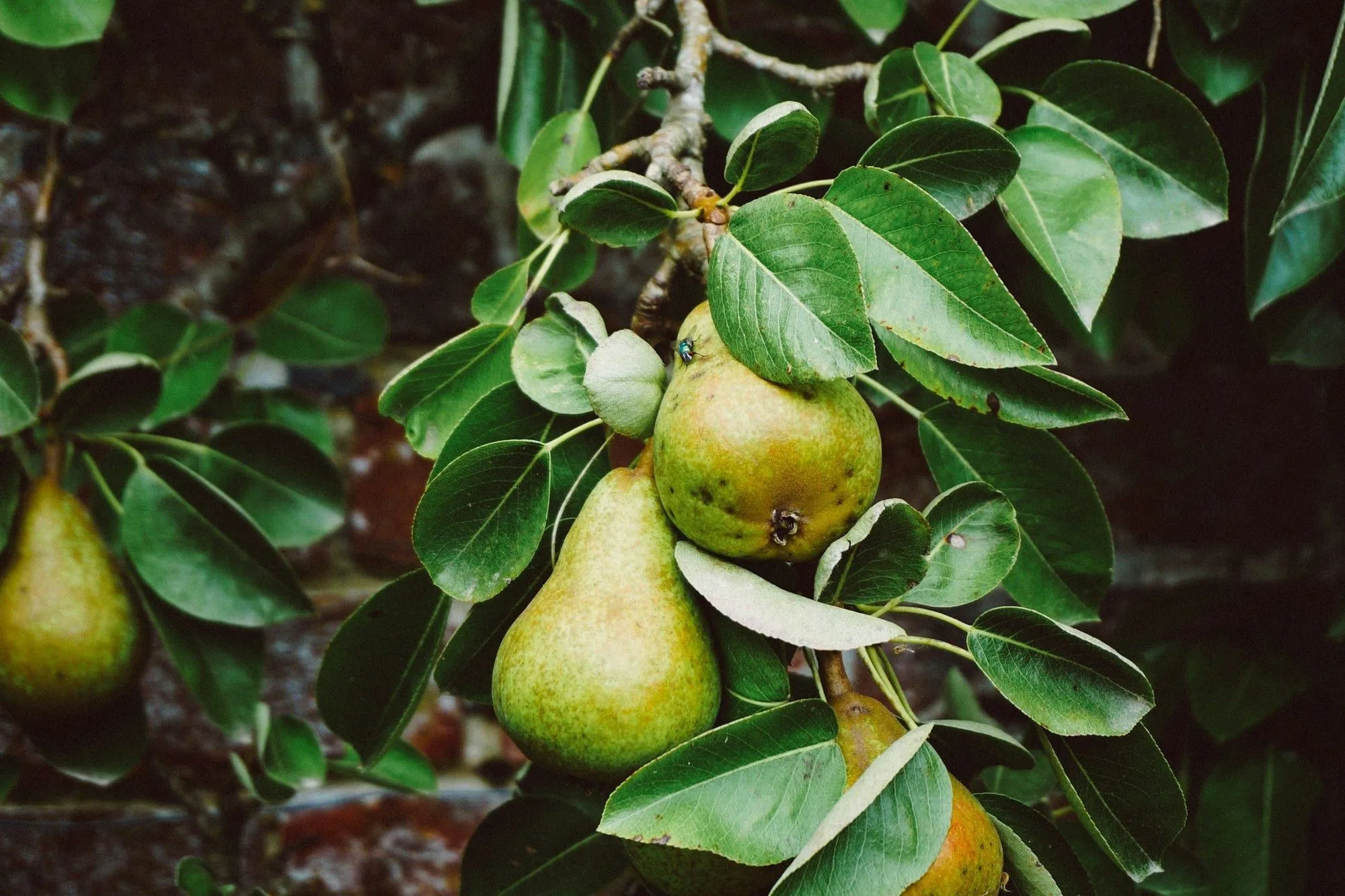 Ripe green pears hanging among leaves on the branch (stock photo)