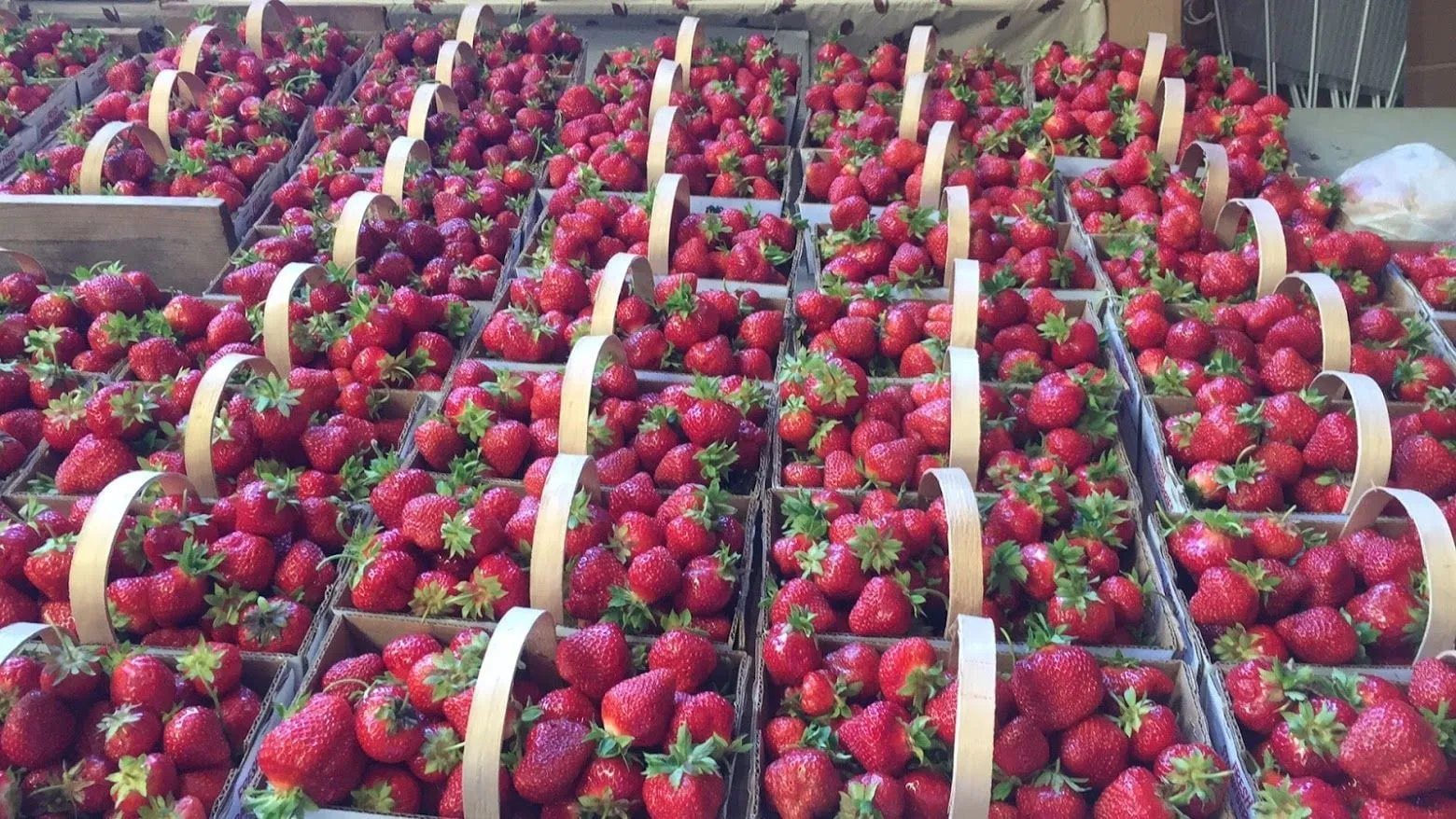Rows of quart baskets heaped with fresh-picked strawberries