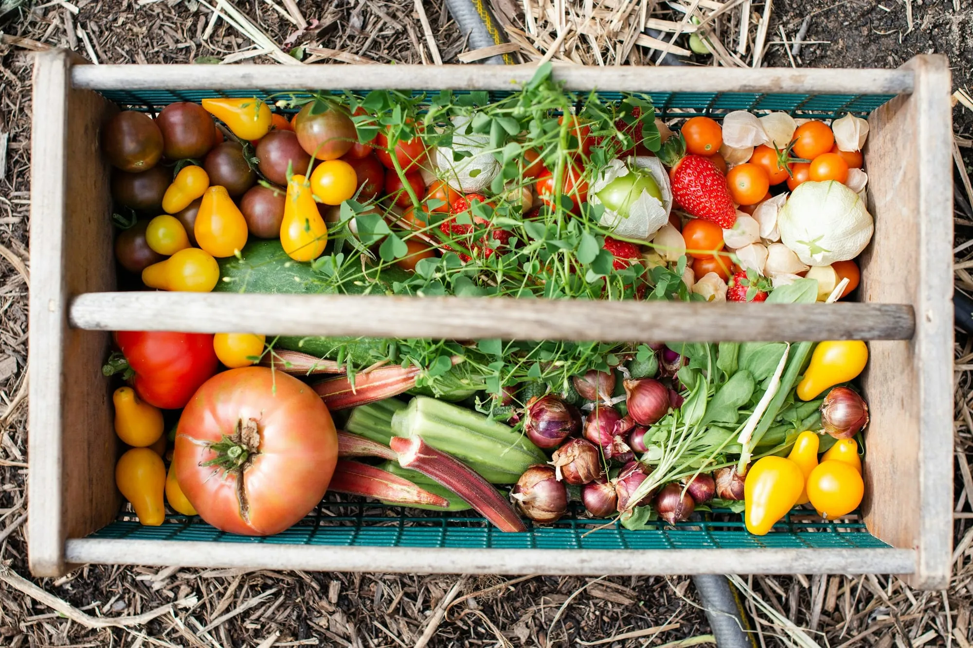 A wooden harvest crate of heirloom tomatoes, peppers, greens and radishes on straw (stock photo)