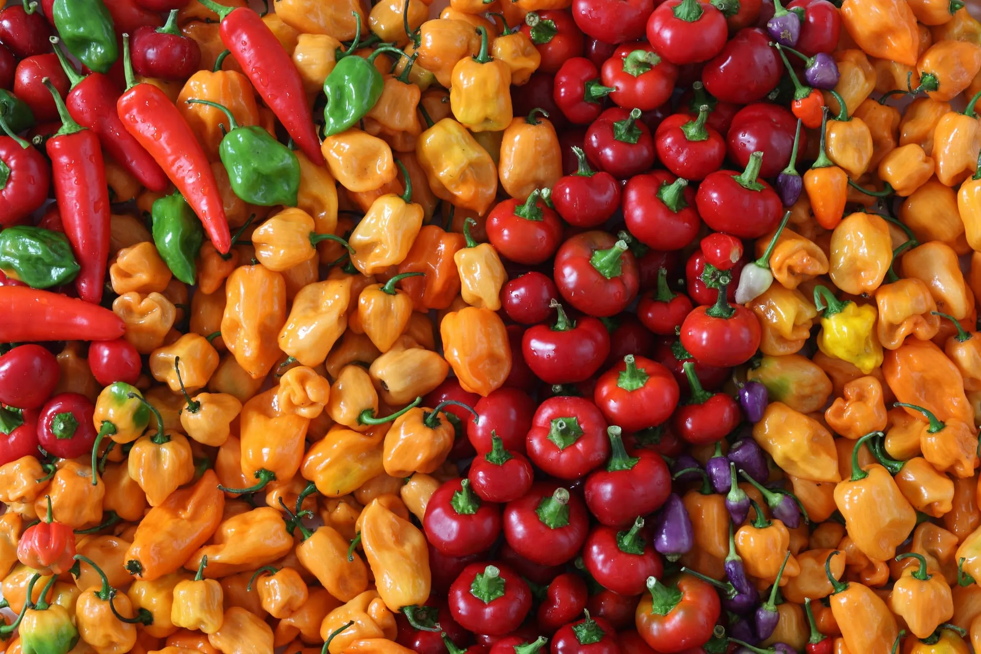 A colorful spread of red, orange and green hot peppers (stock photo)