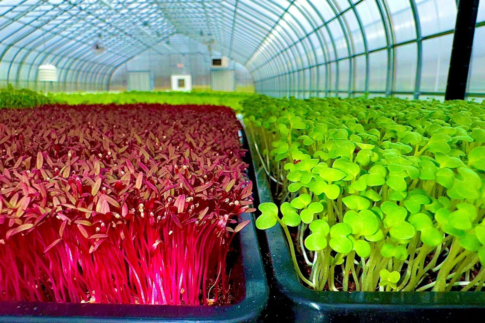 Trays of ruby amaranth and bright green microgreens growing in the farm greenhouse