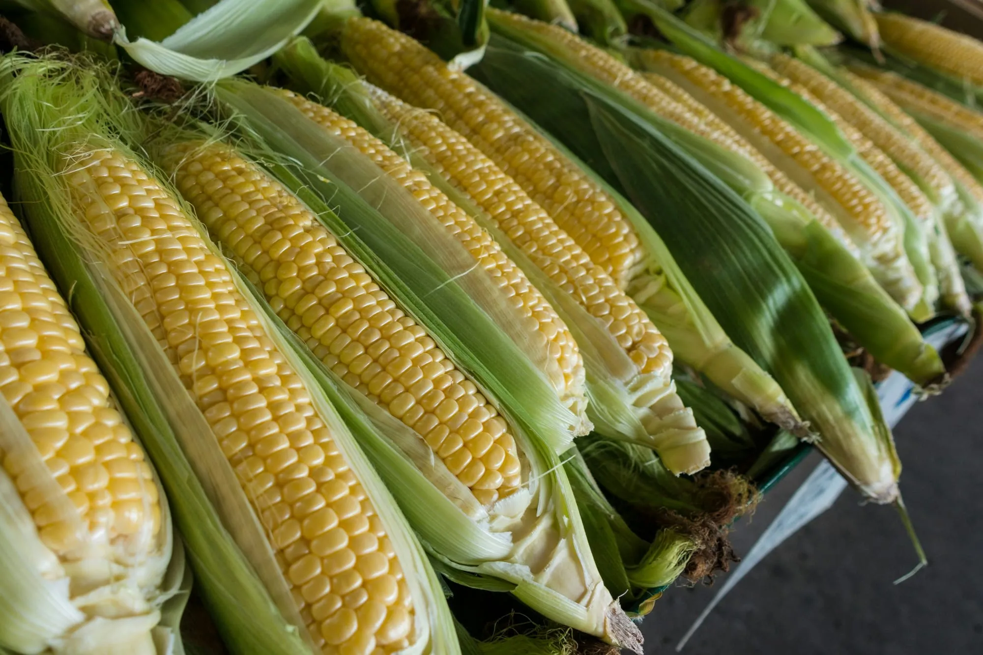 Fresh ears of sweet corn in their green husks, peeled back to show the kernels (stock photo)