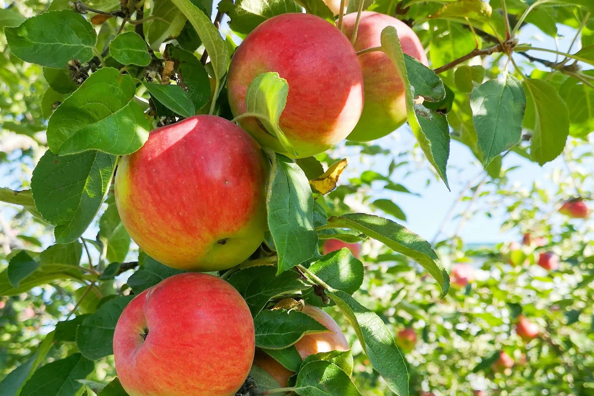 Red apples ripening on the branch in an orchard (stock photo)