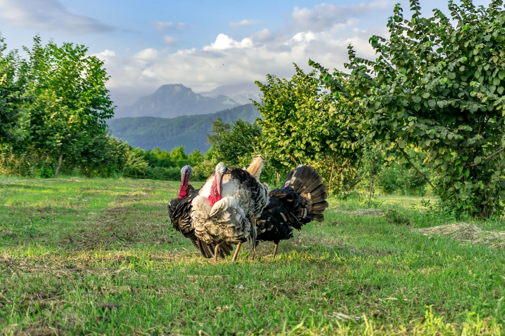 Three turkeys grazing on grass in an open pasture lined with trees (stock photo)