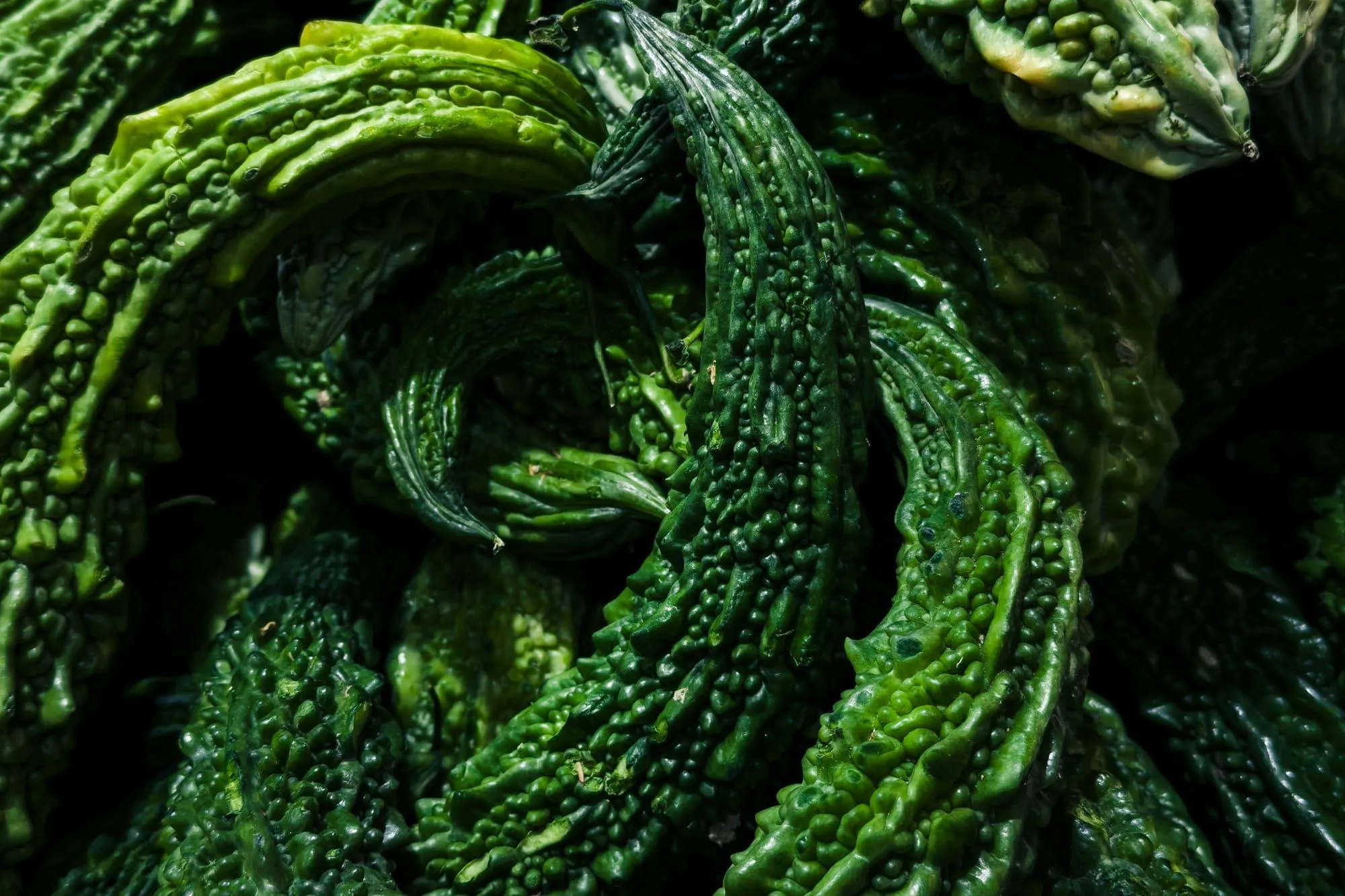 A pile of bumpy, deep green bitter melons (stock photo)