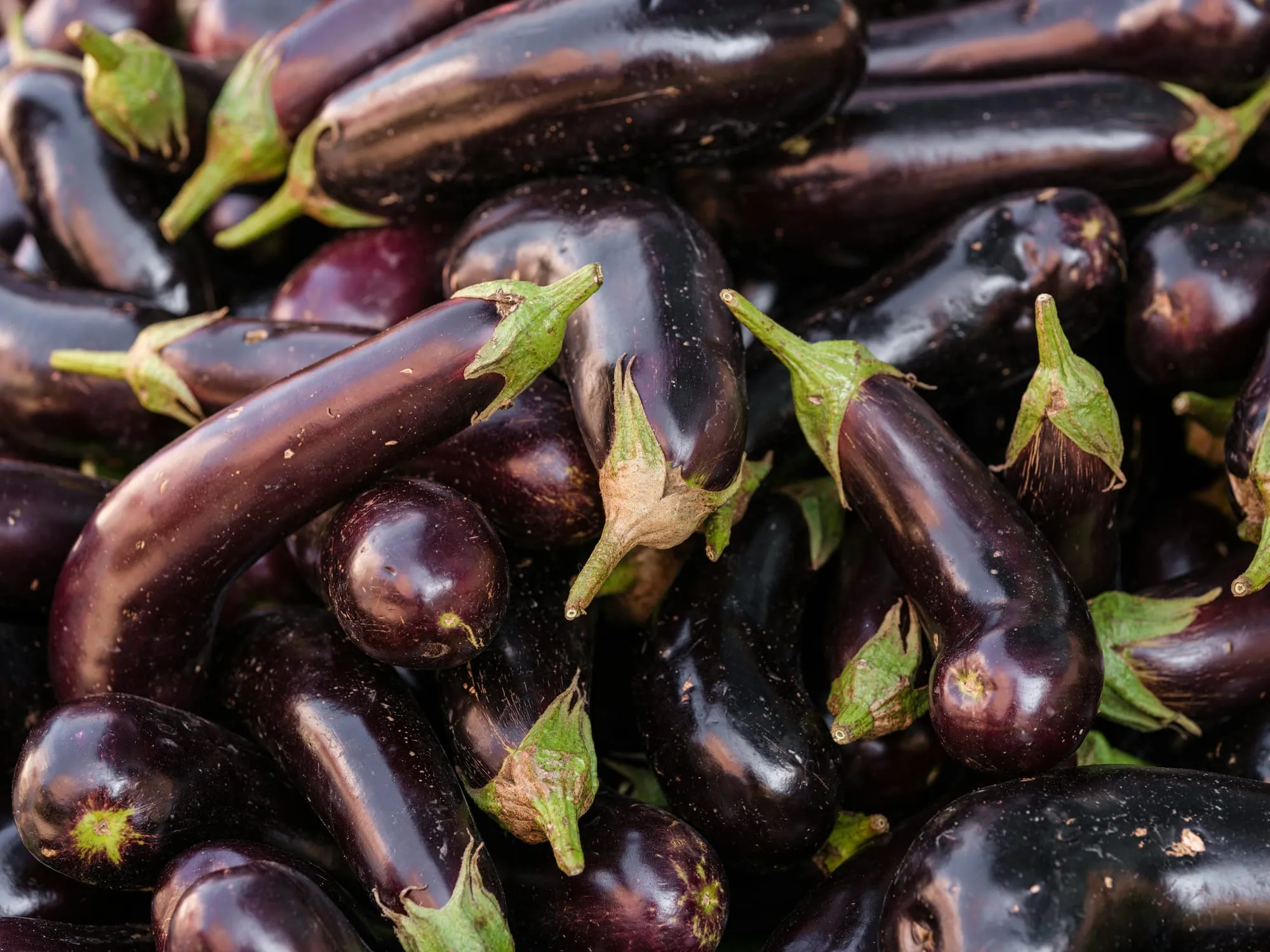 A pile of glossy purple eggplants with green stems (stock photo)