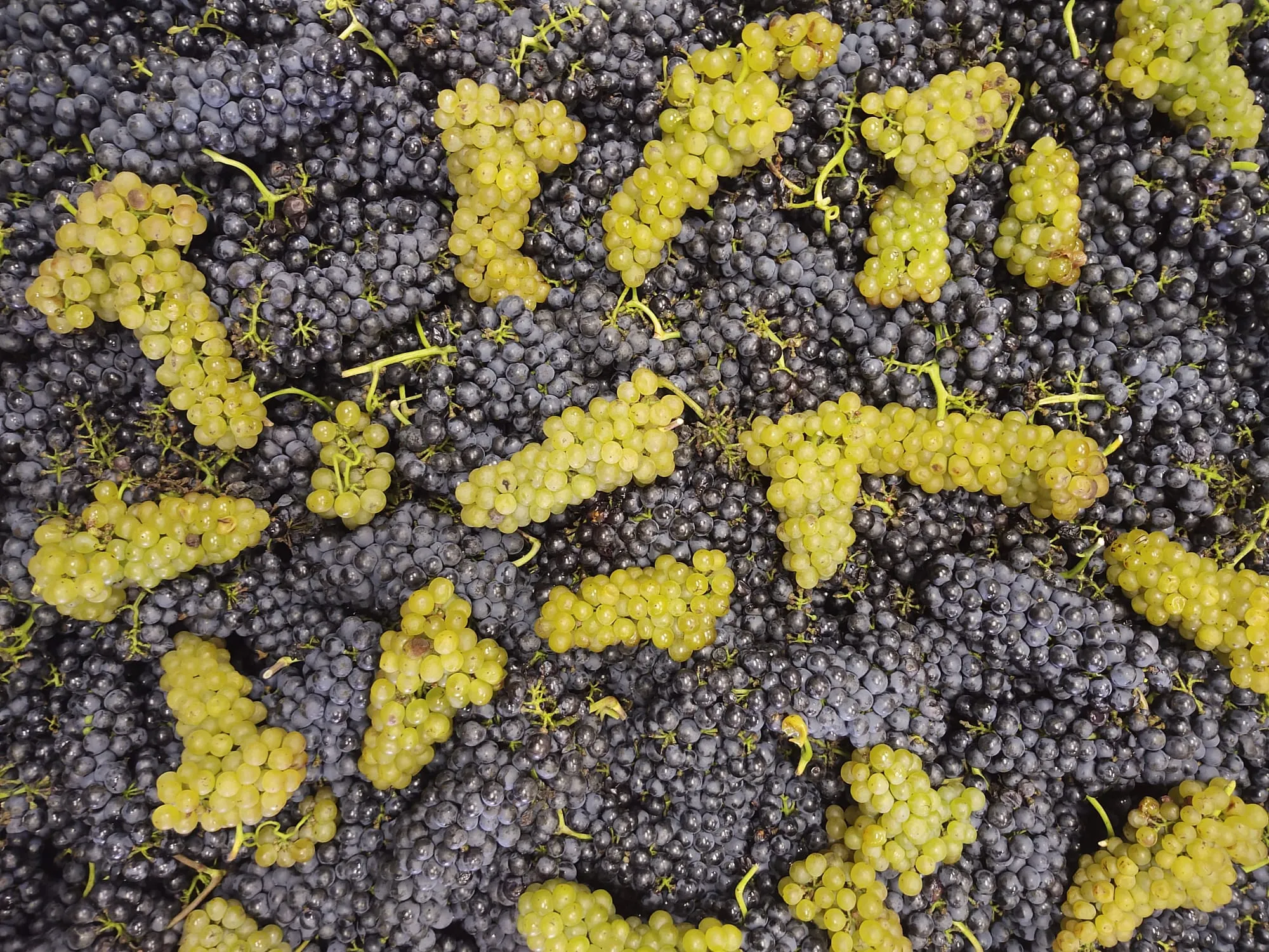 Freshly harvested clusters of green and dark purple wine grapes piled together at harvest
