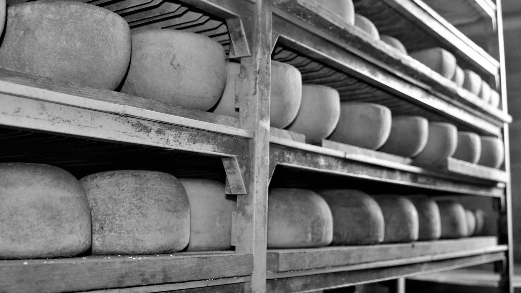 A large wheel of sheep’s milk cheese aging in the cave at Valley Shepherd Creamery