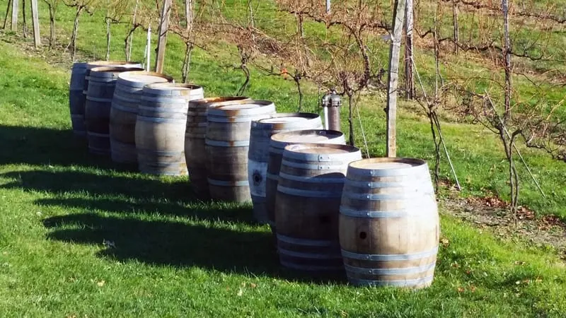 Wine barrels lined up beside the vines at Ventimiglia Vineyard