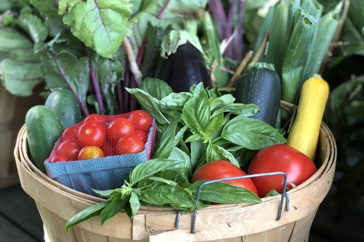 A bushel basket of fresh-picked tomatoes, basil, eggplant, zucchini and summer squash