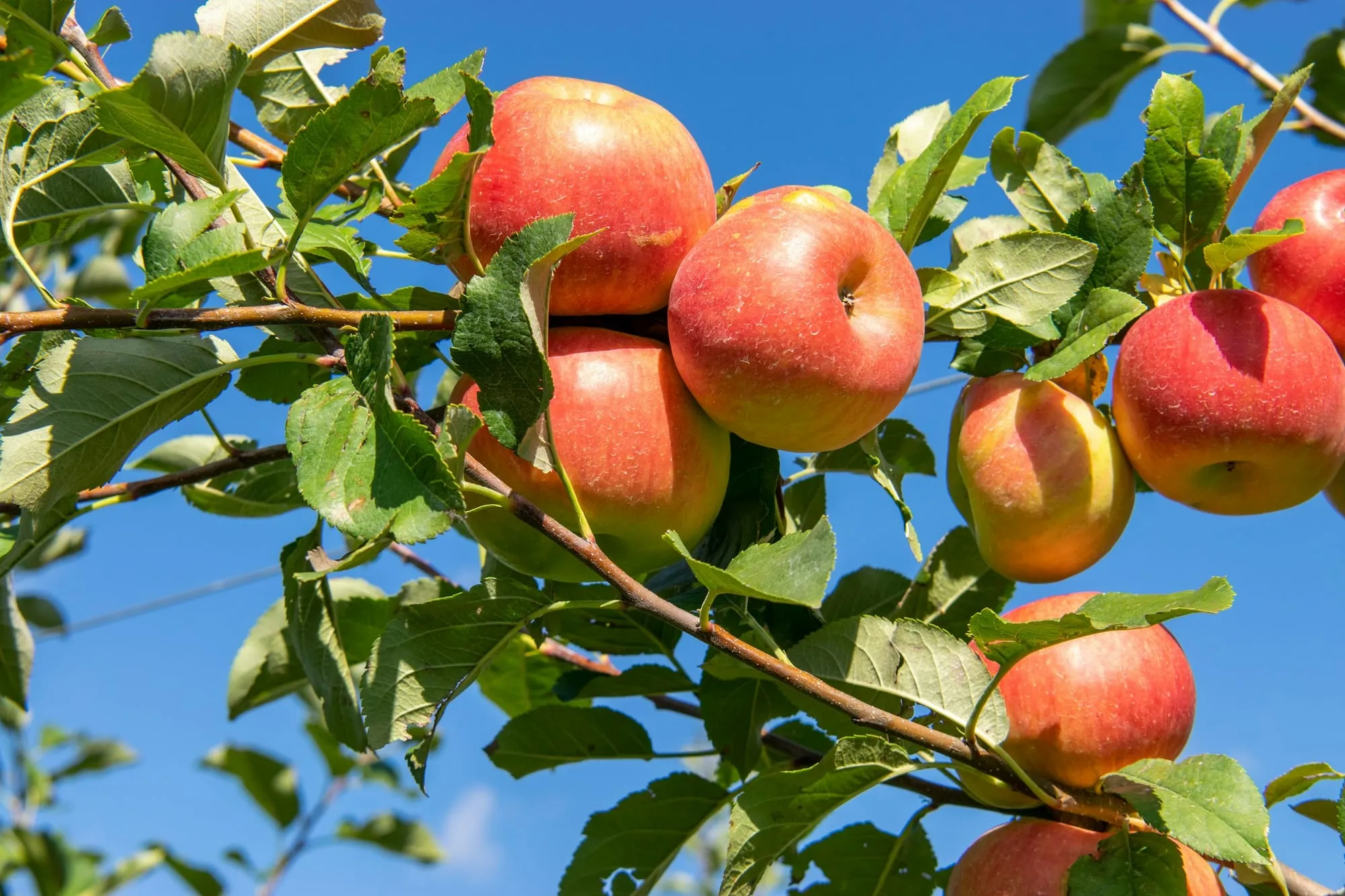 Ripe red and gold apples hanging on a branch against a blue sky (stock photo)