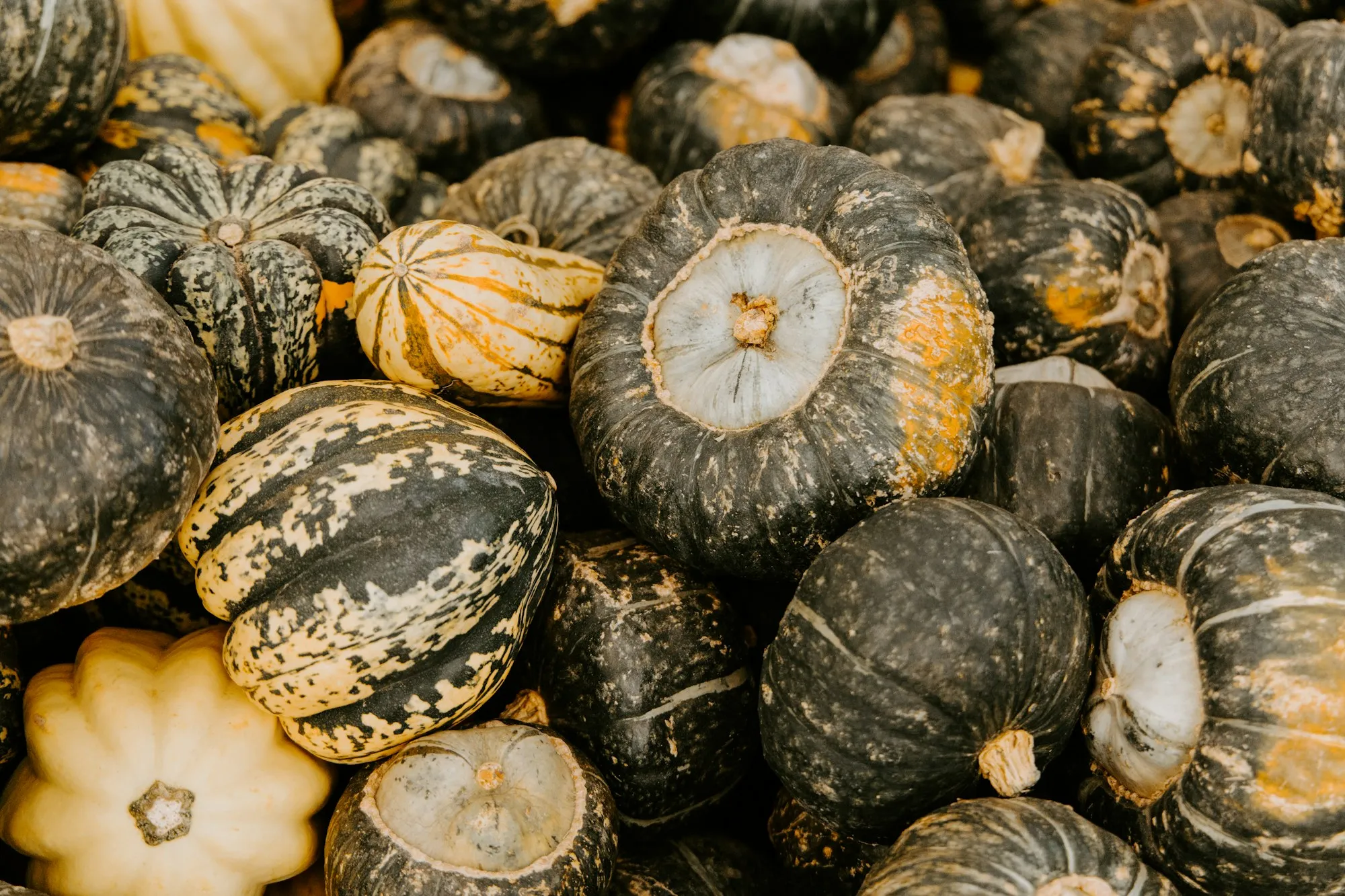 A pile of green kabocha, striped delicata and pale winter squash (stock photo)